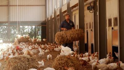 Dierenwelzijn - Hoe zorg ik nog beter voor mijn pluimvee?