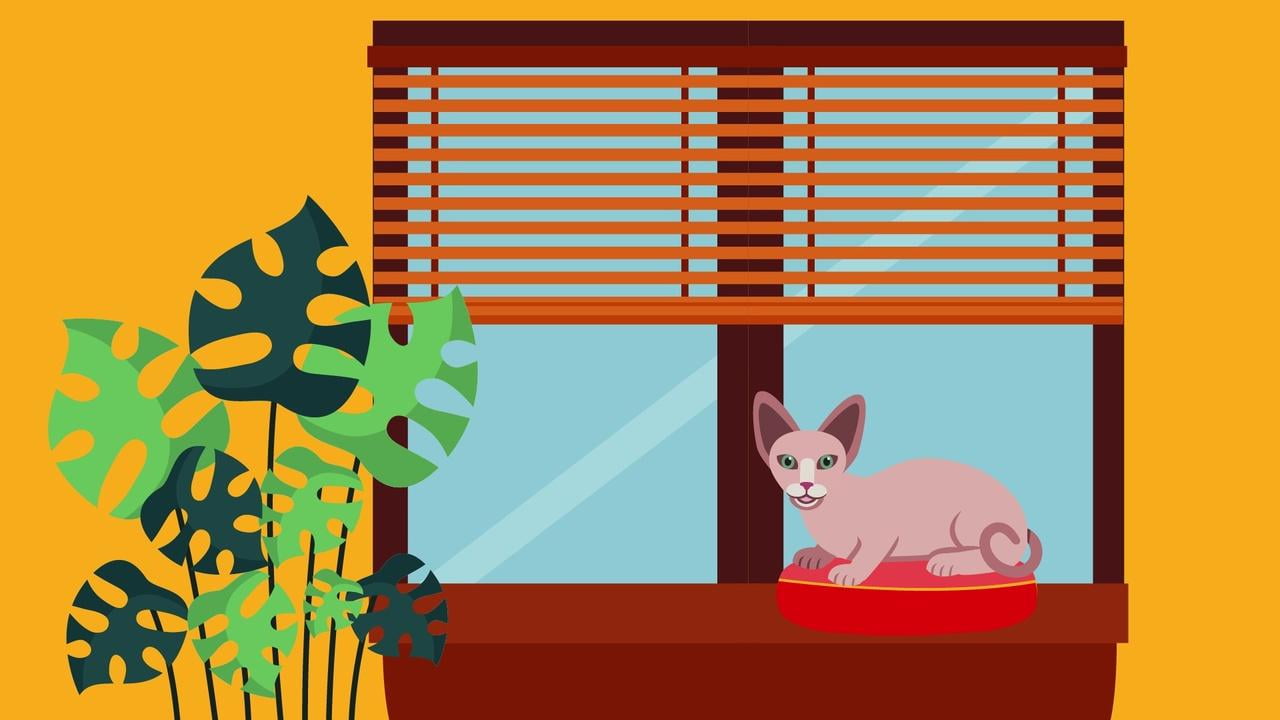 Bambino Sphynx