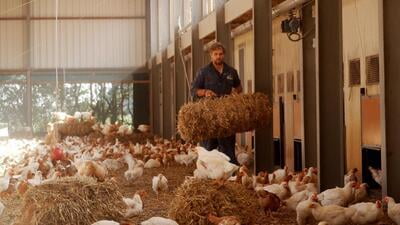 Dierenwelzijn - Hoe zorg ik nog beter voor mijn pluimvee?
