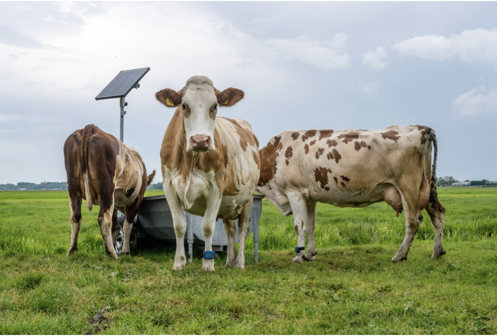 Koeien met rijdbare voerbak op zonne-energie