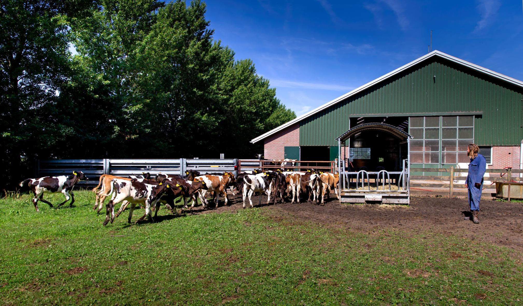 koeien lopen uit de stal