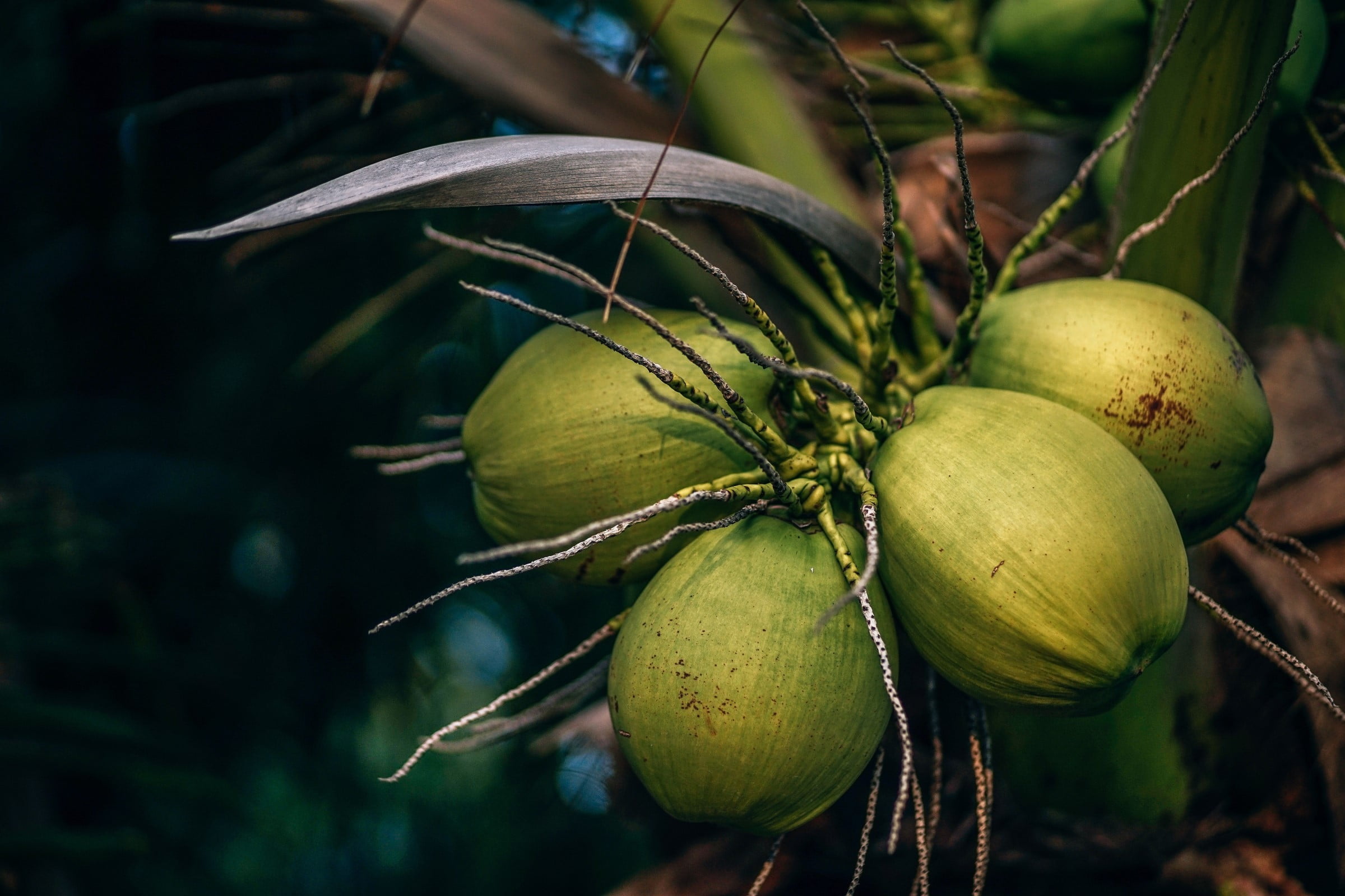 Kinderrechten in de kokosolieketen 