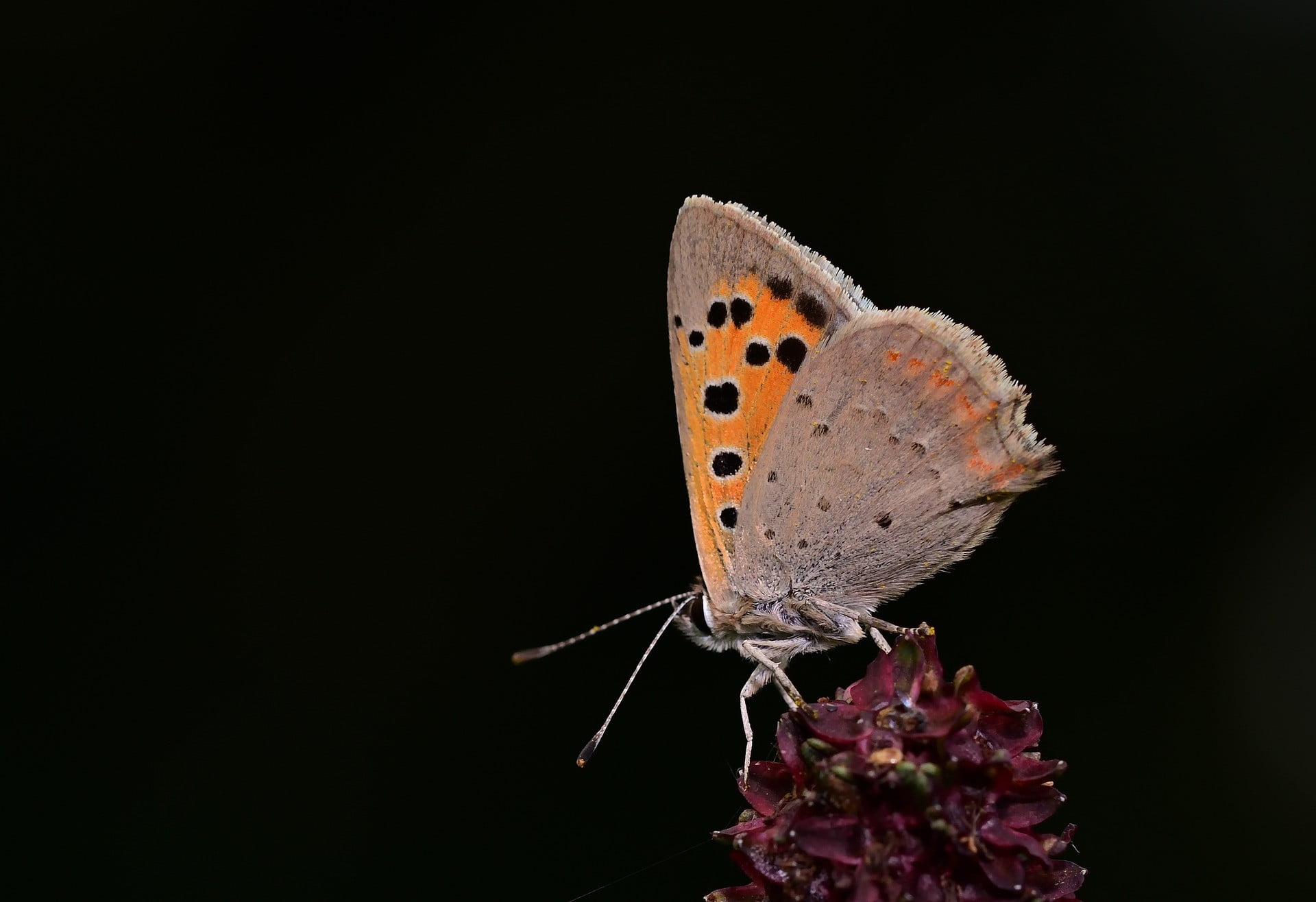 Oranje-grijze vlinder op bloem