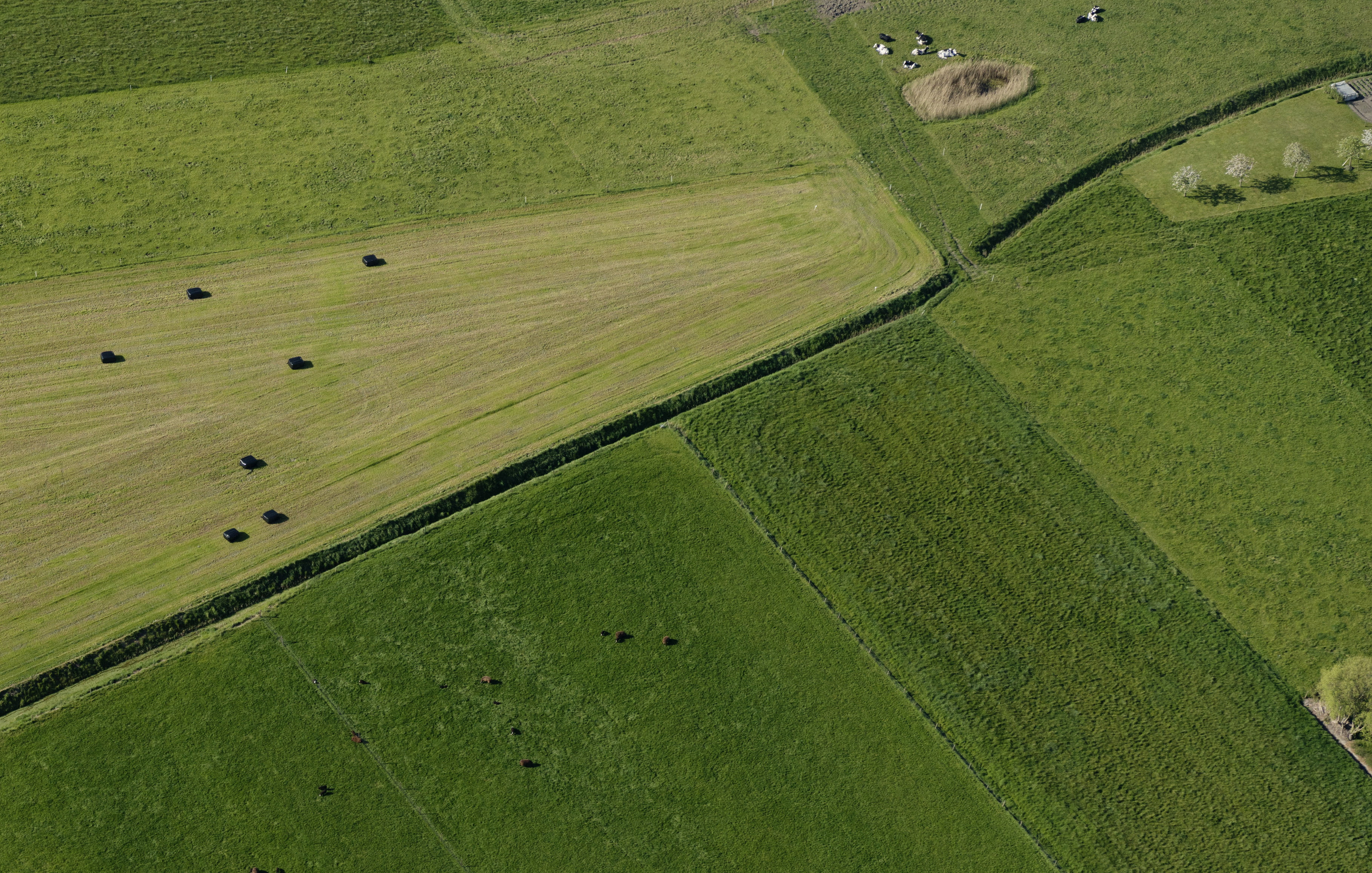 Luchtfoto met grasland waarop koeien grazen