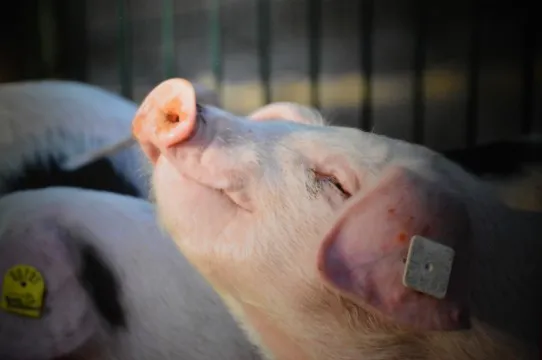 Varkenssnuit met oormerk