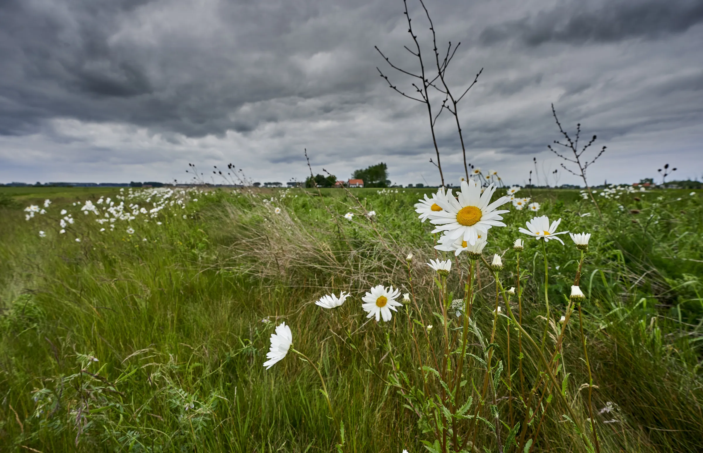 Zeeuwse landschappen biodiversiteit