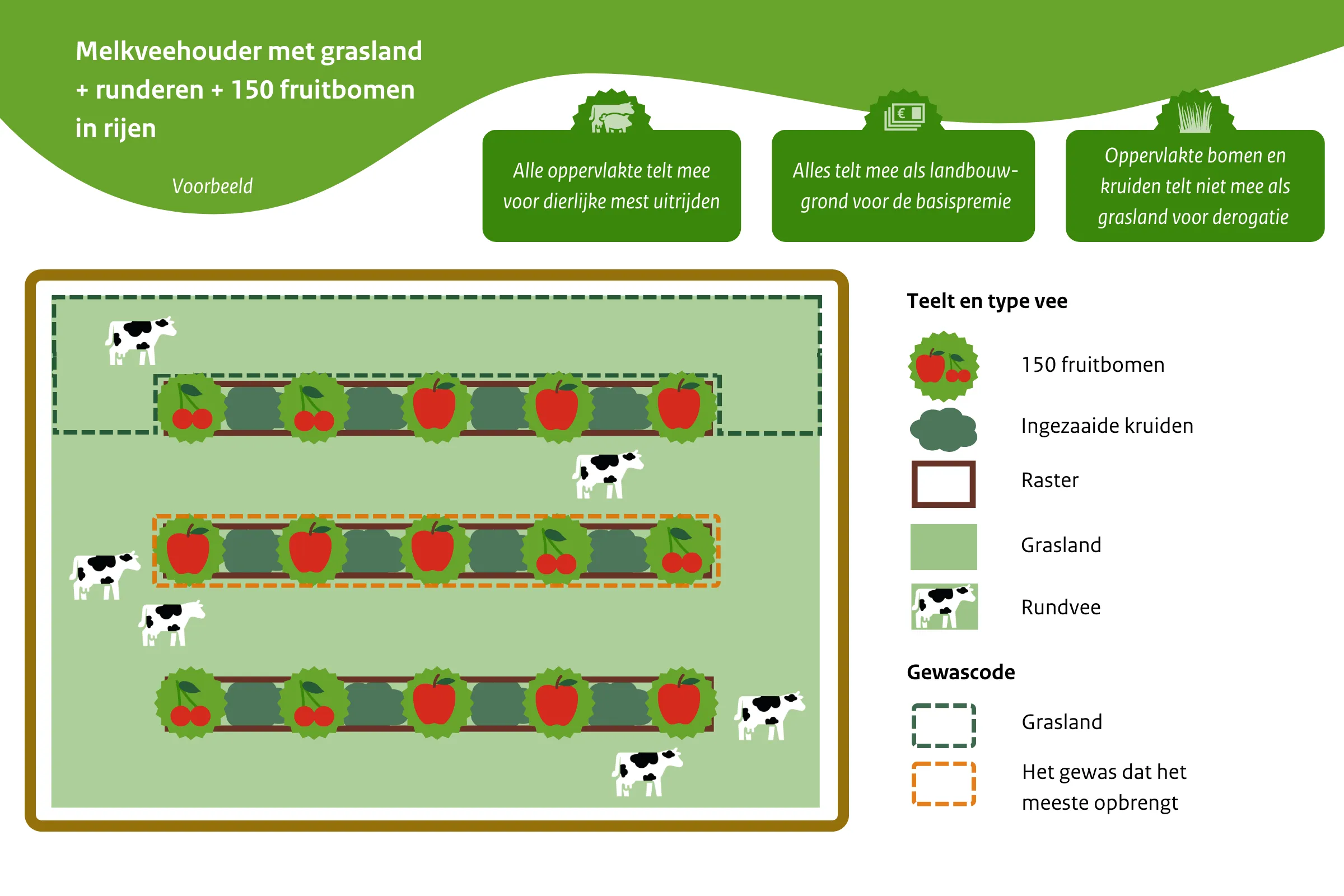 Melkveehouder + 150 fruitbomen per hectare in rijen verspreid over het grasland