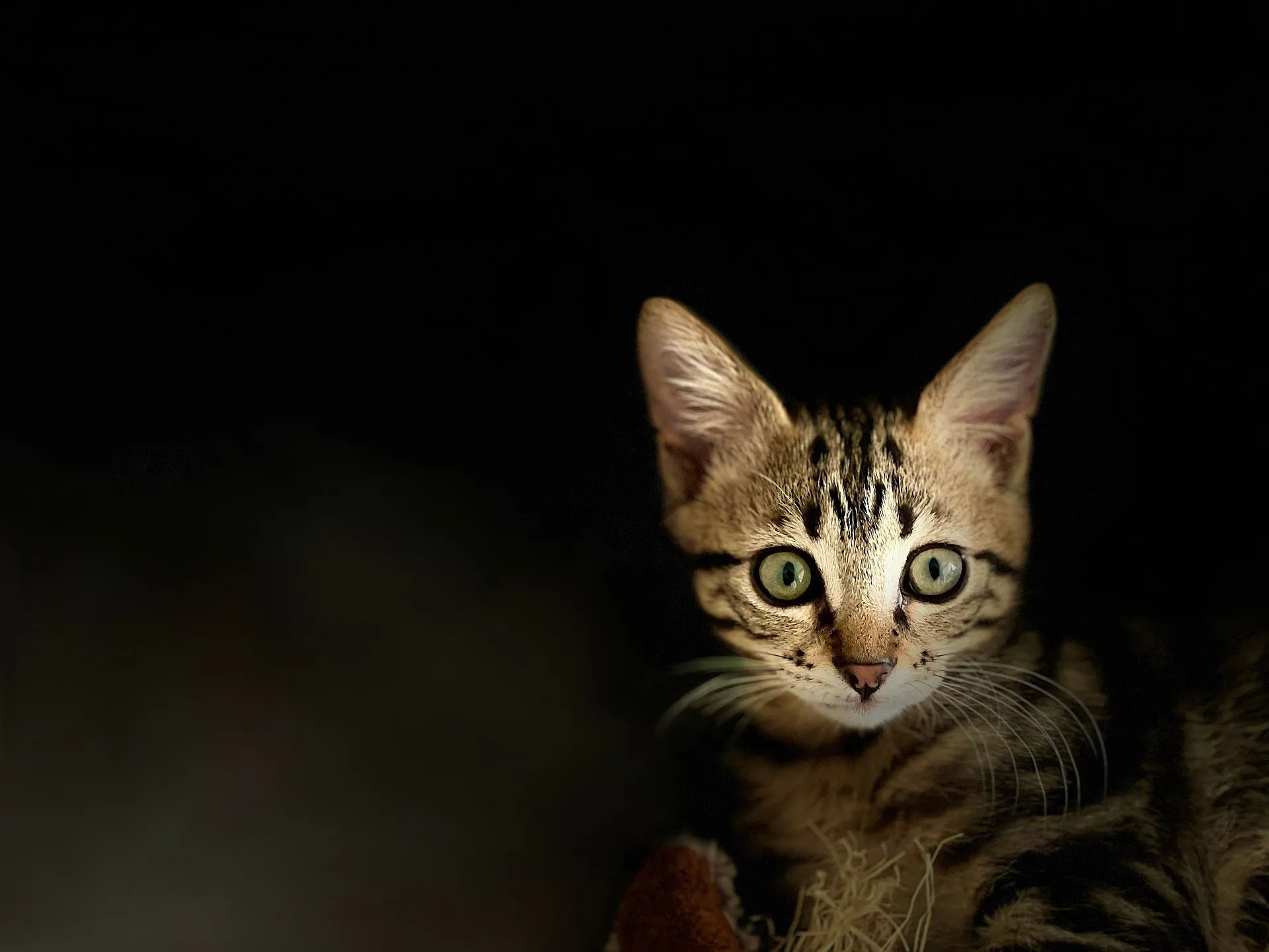 Jonge kat