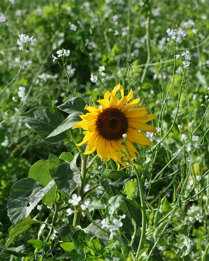 Close-up zonnebloem groenbemester mengsel 