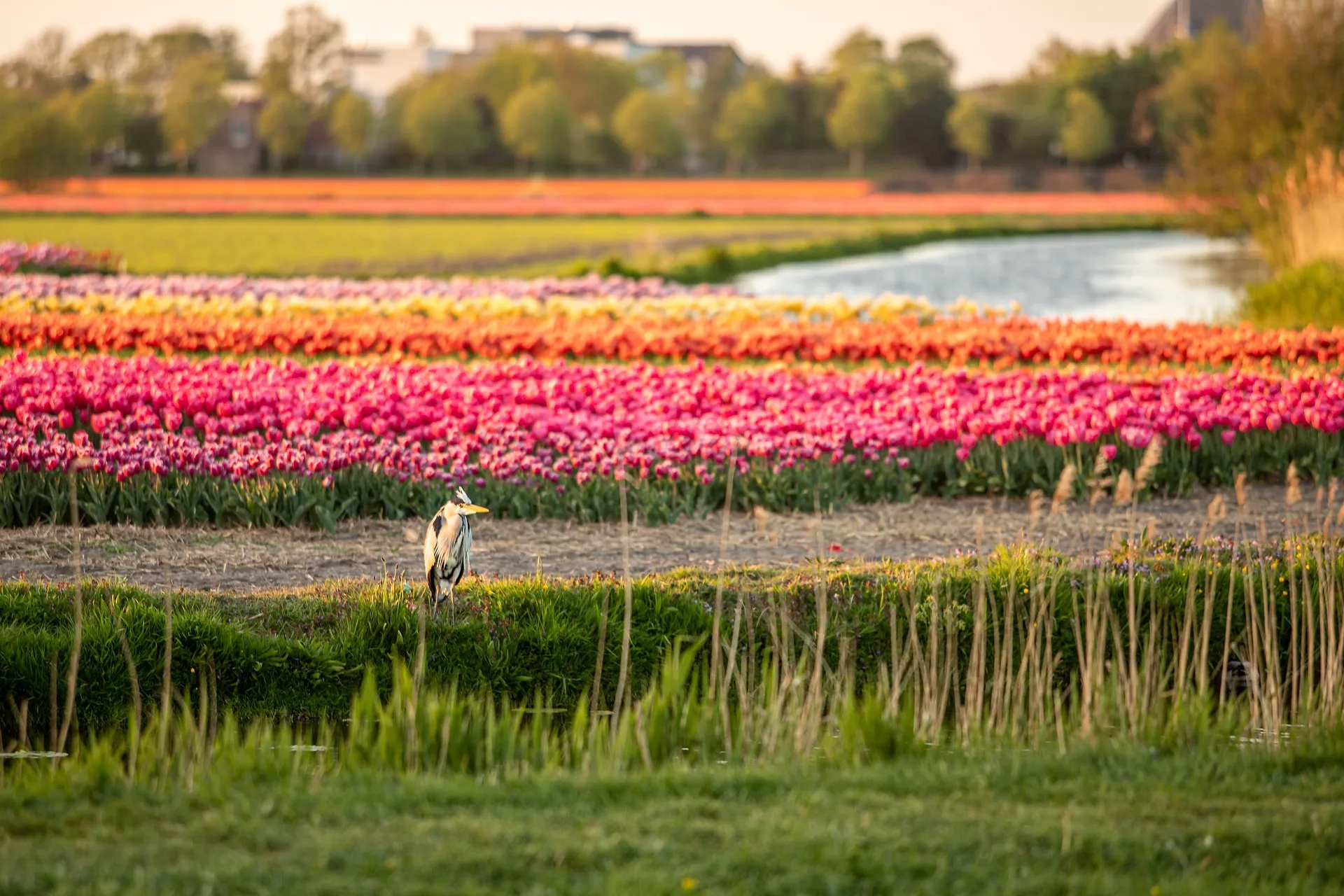 reiger in het gras met op de achtergrond tulpenvelden en water