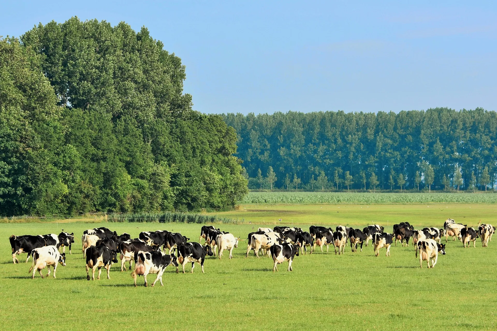 Weiland met koeien en bomen op de achtergrond