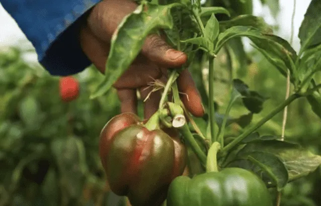 paprikaplant op het veld in Zimbabwe
