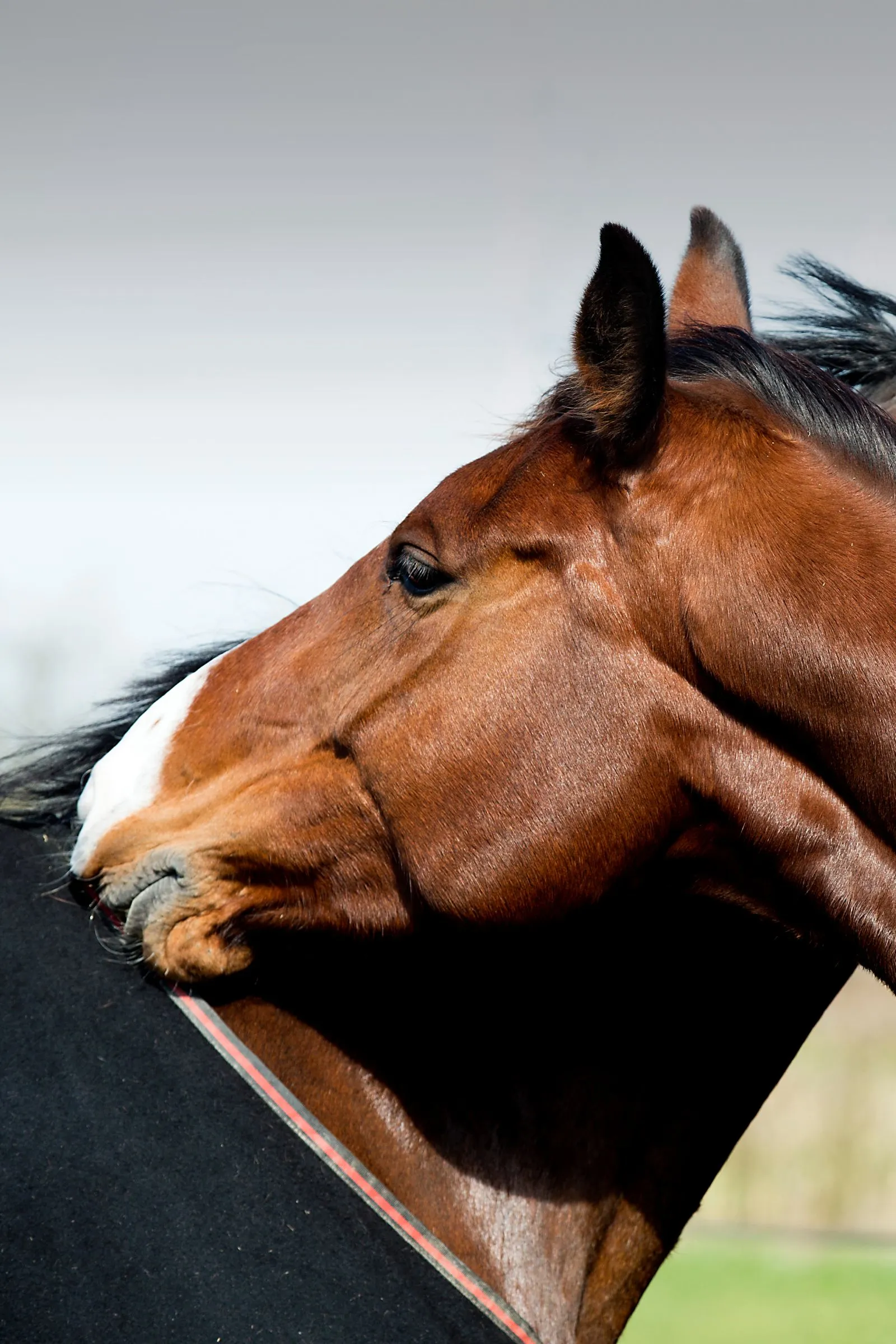 Afbeelding van twee paarden