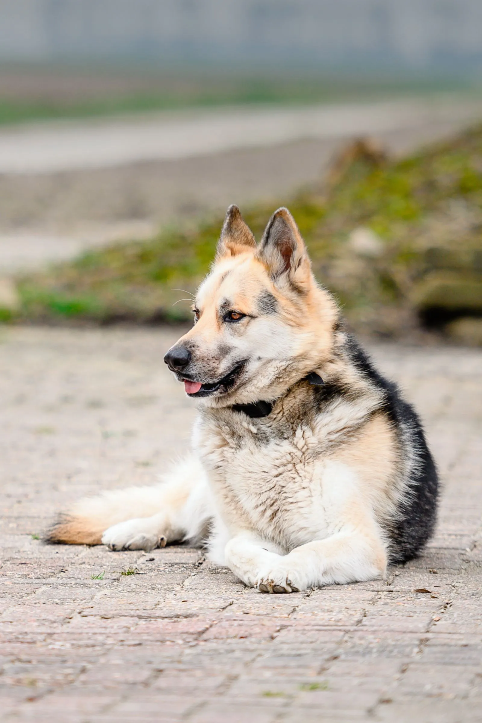 Hond liggend op het erf