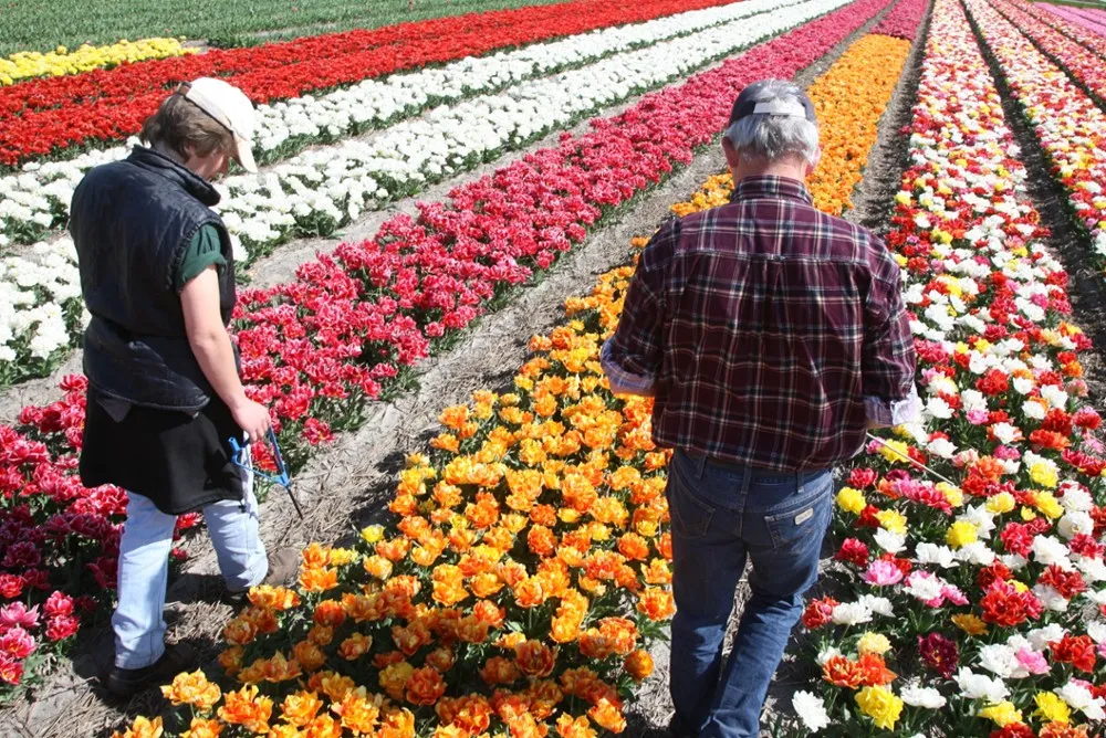 Twee mannen lopen door een bloembollenveld