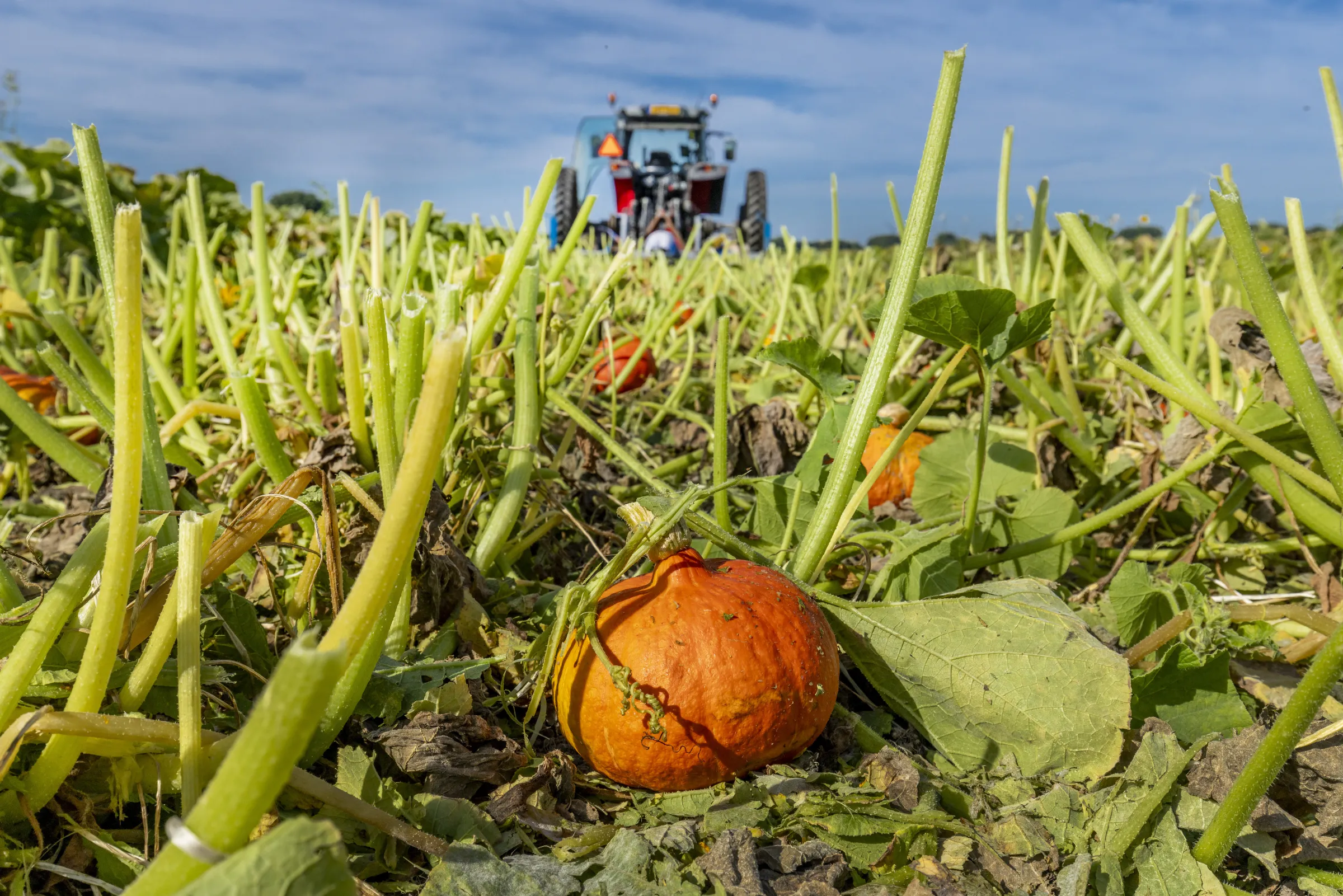 Pompoen ligt op akker, op de achtergrond trekker