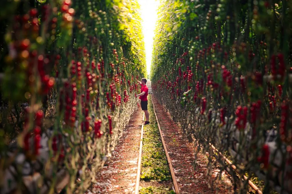 Medewerker in tomatenkas