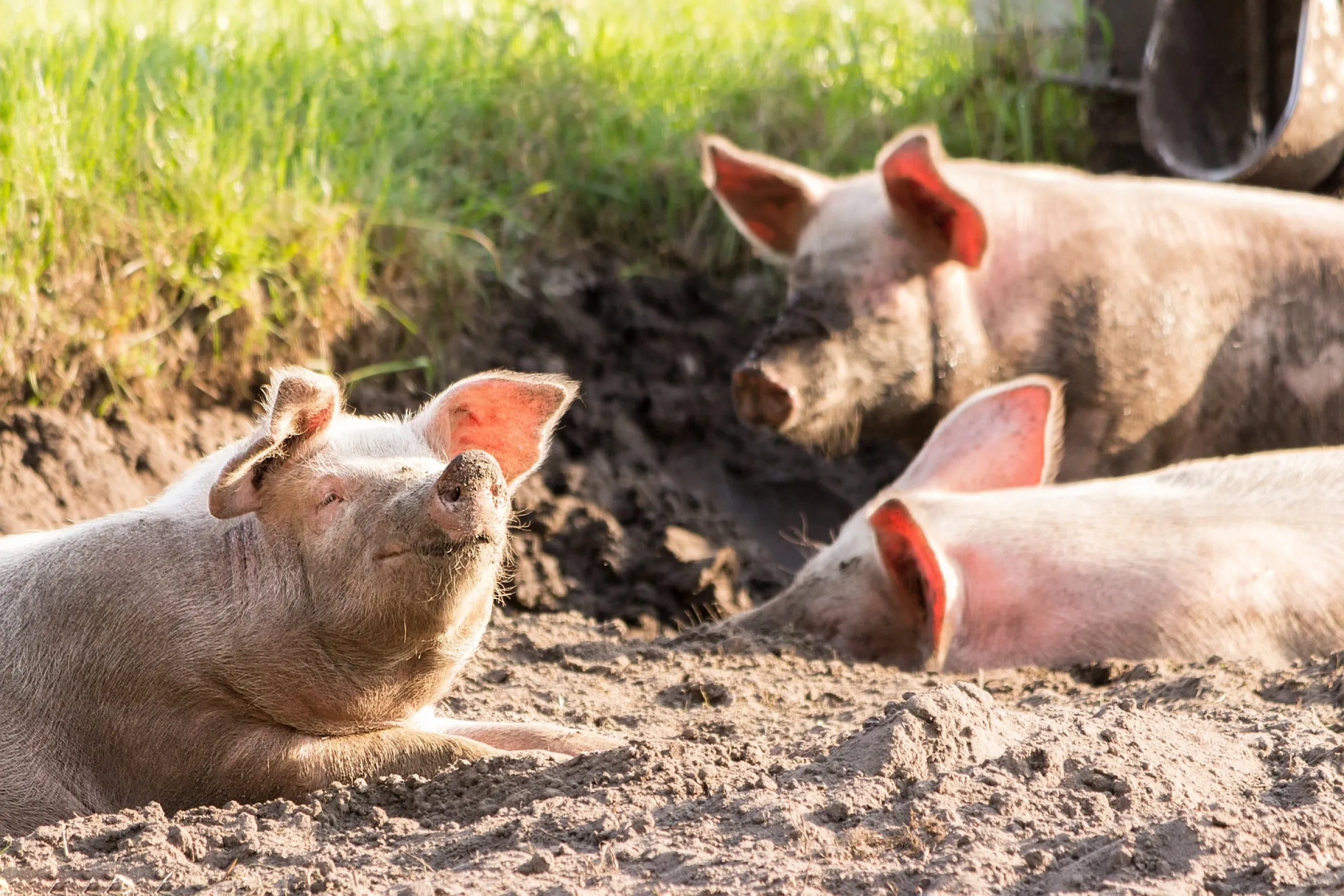 Drie varkens liggen in het zand