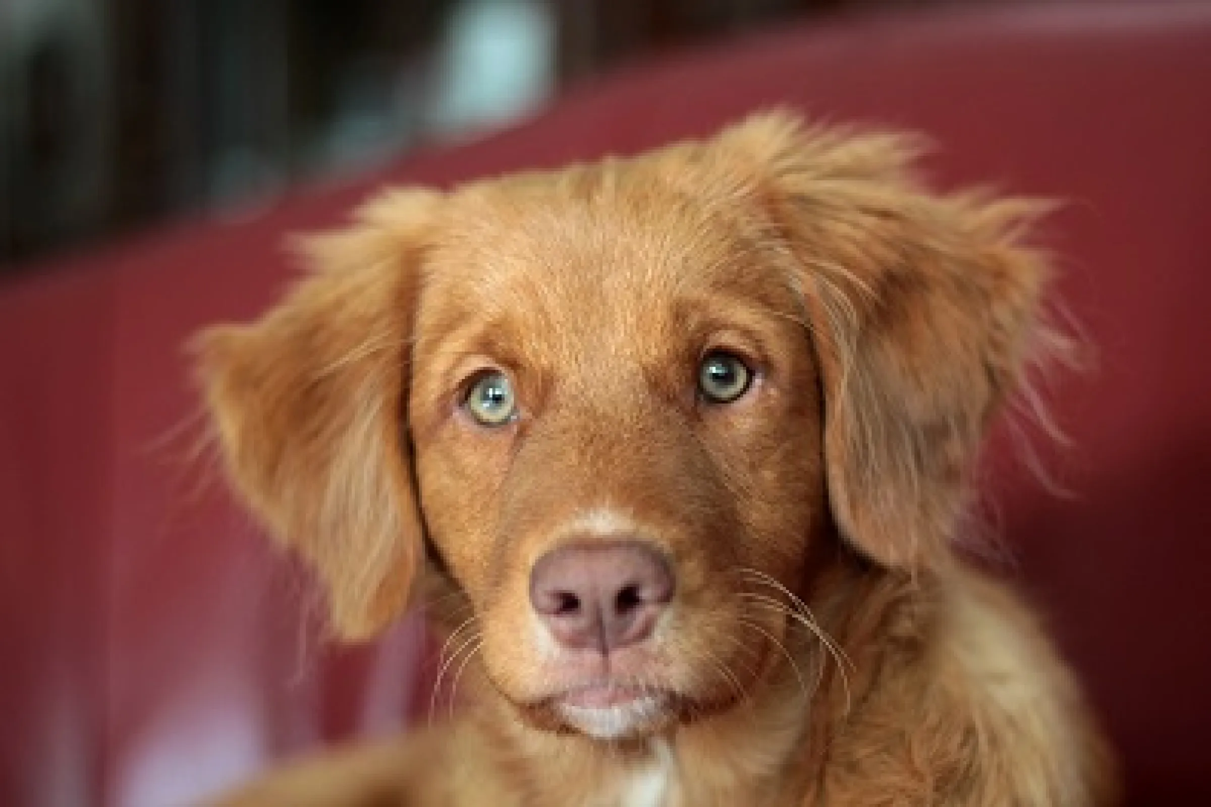 Registratieregels hond