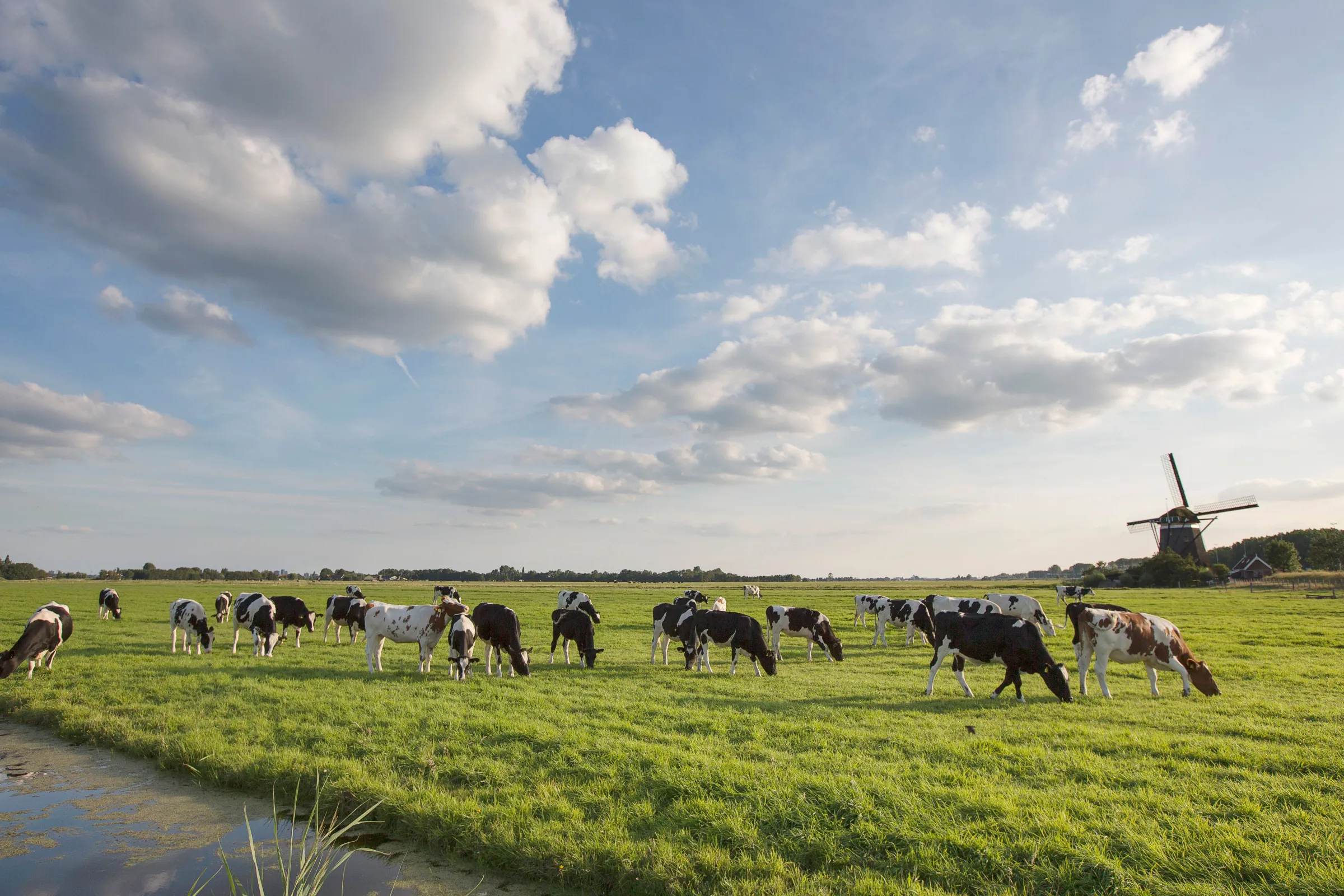 Koeien in de wei met molen
