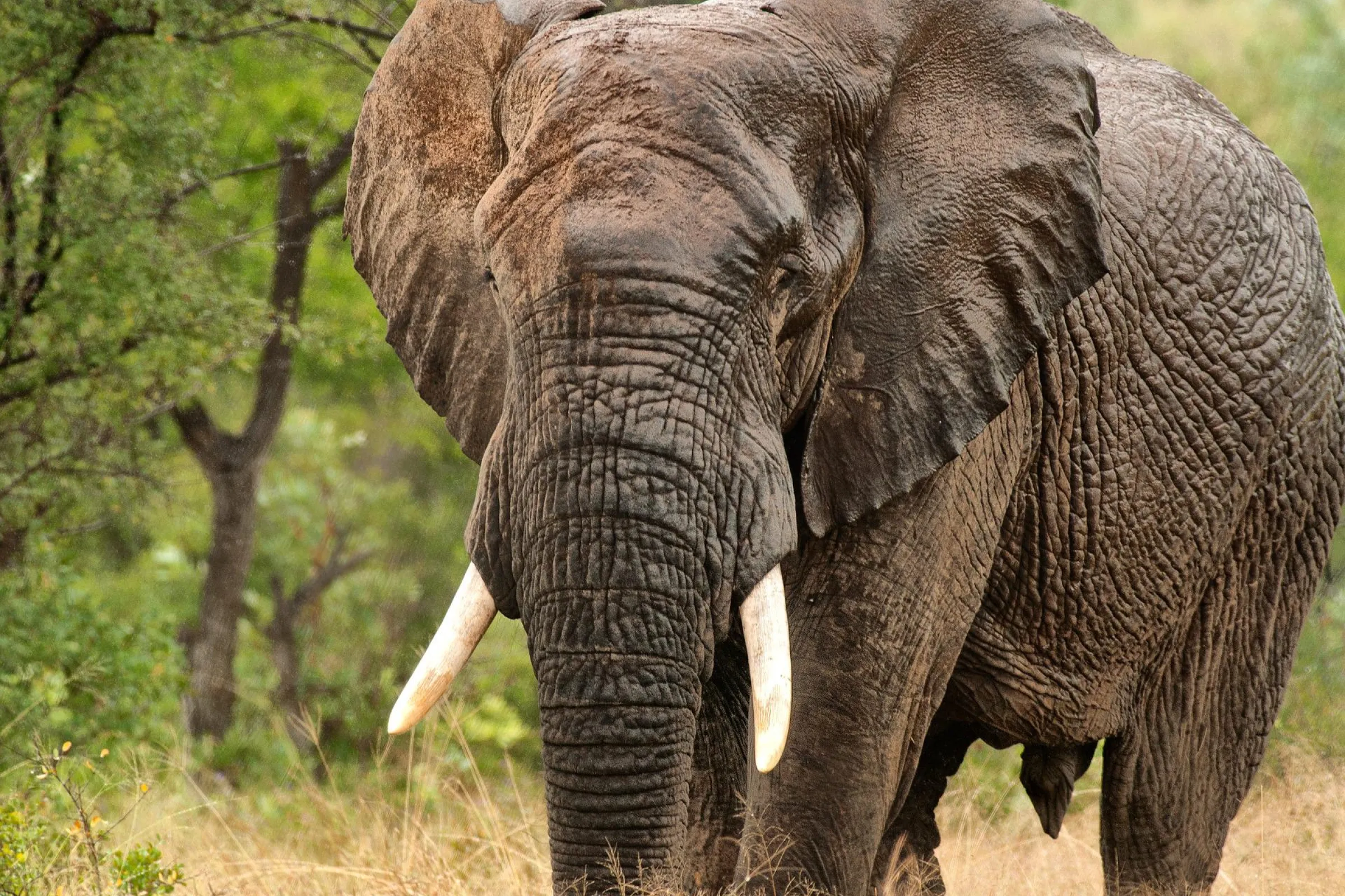 Olifant