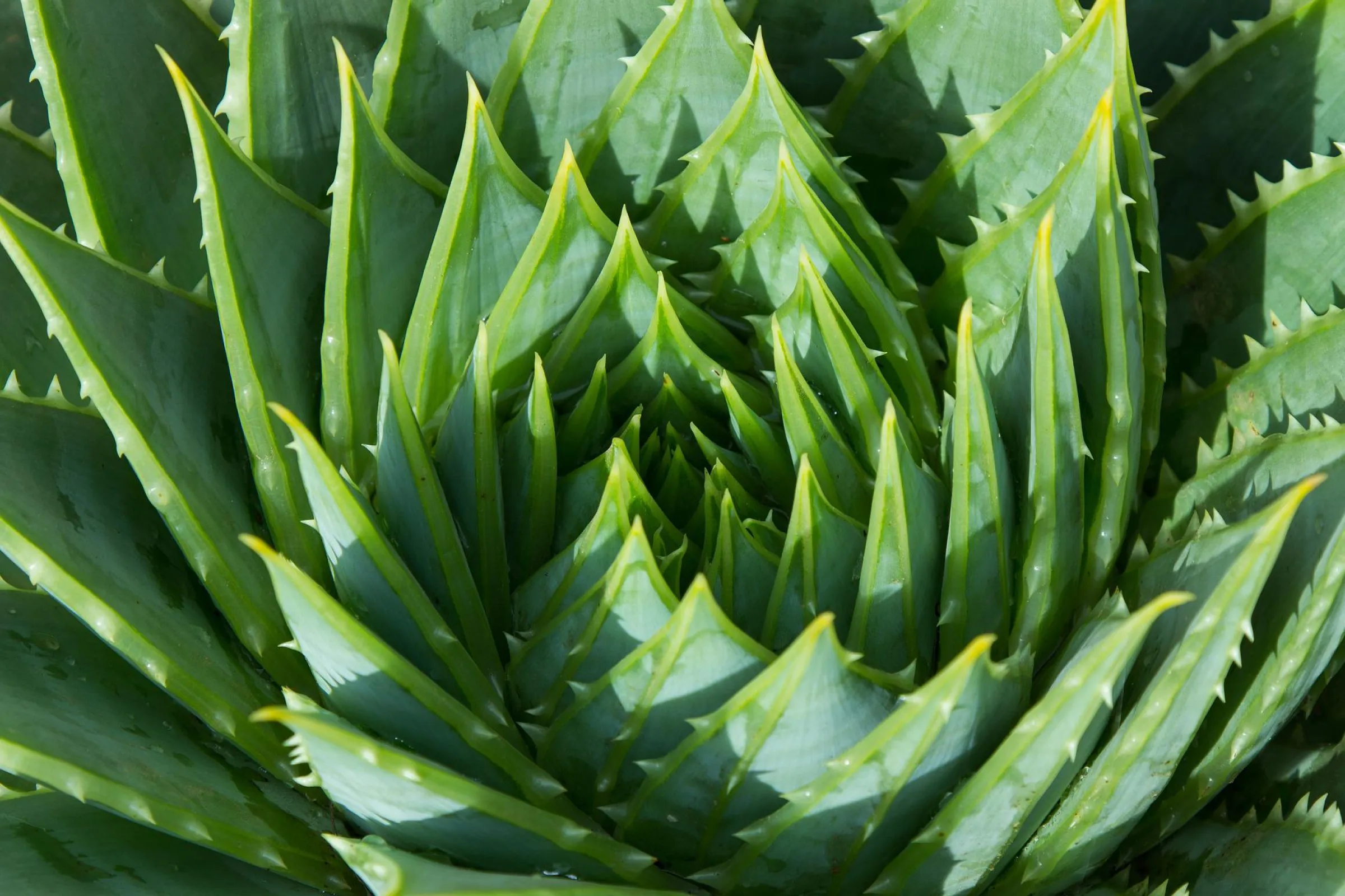 Aloë vera