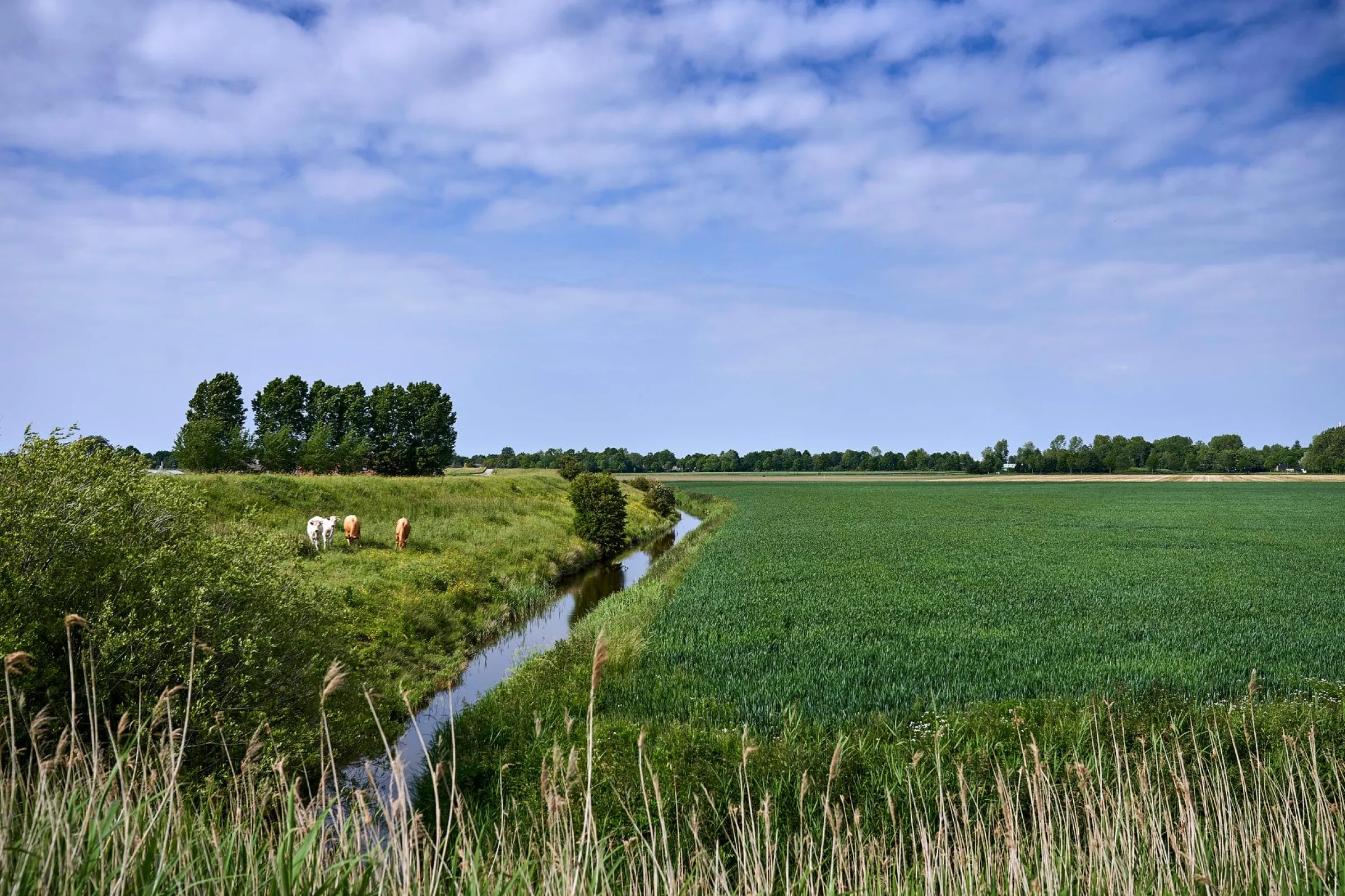 Koeien in divers landschap