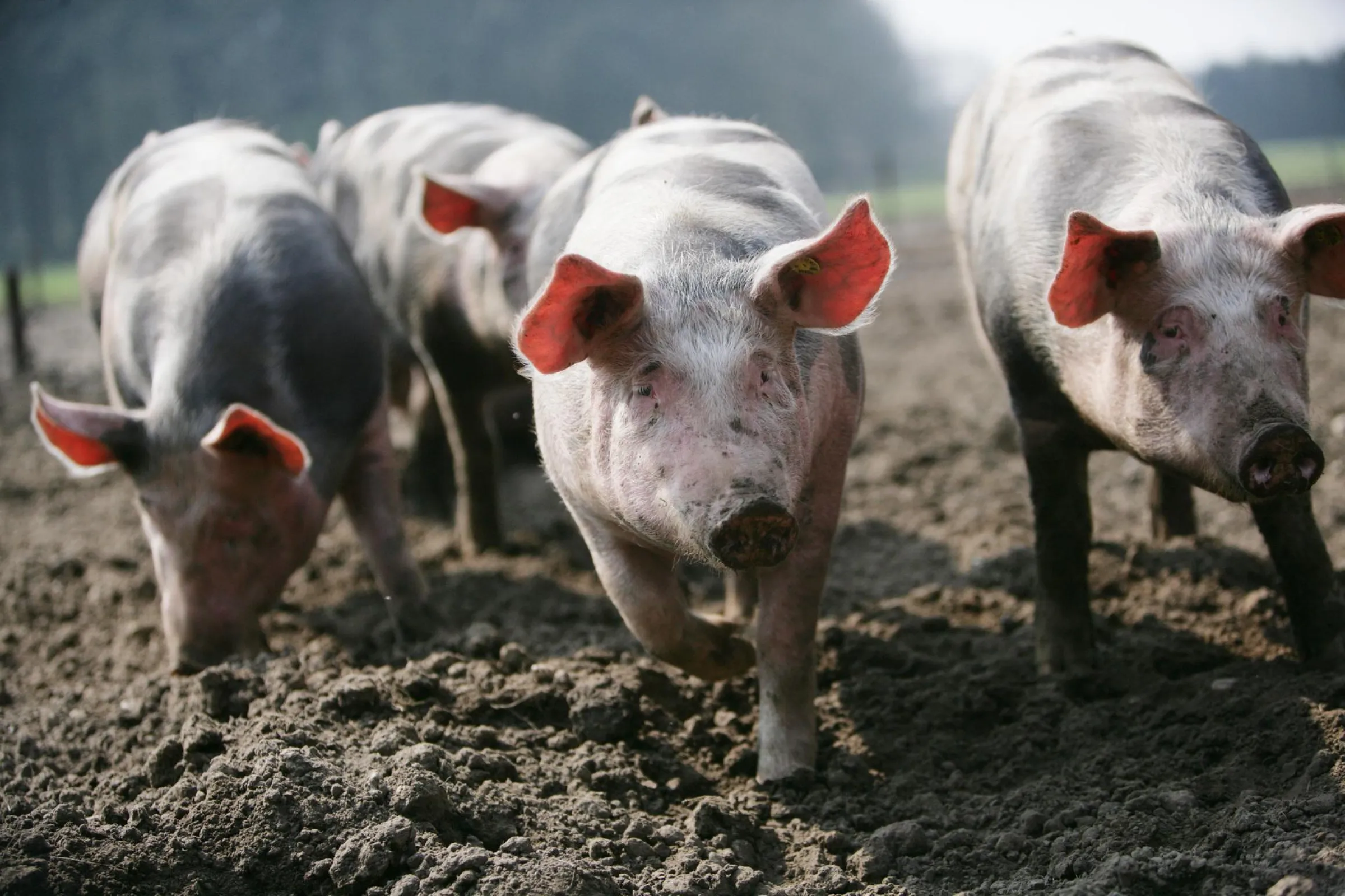Varkens scharrelen in de modder