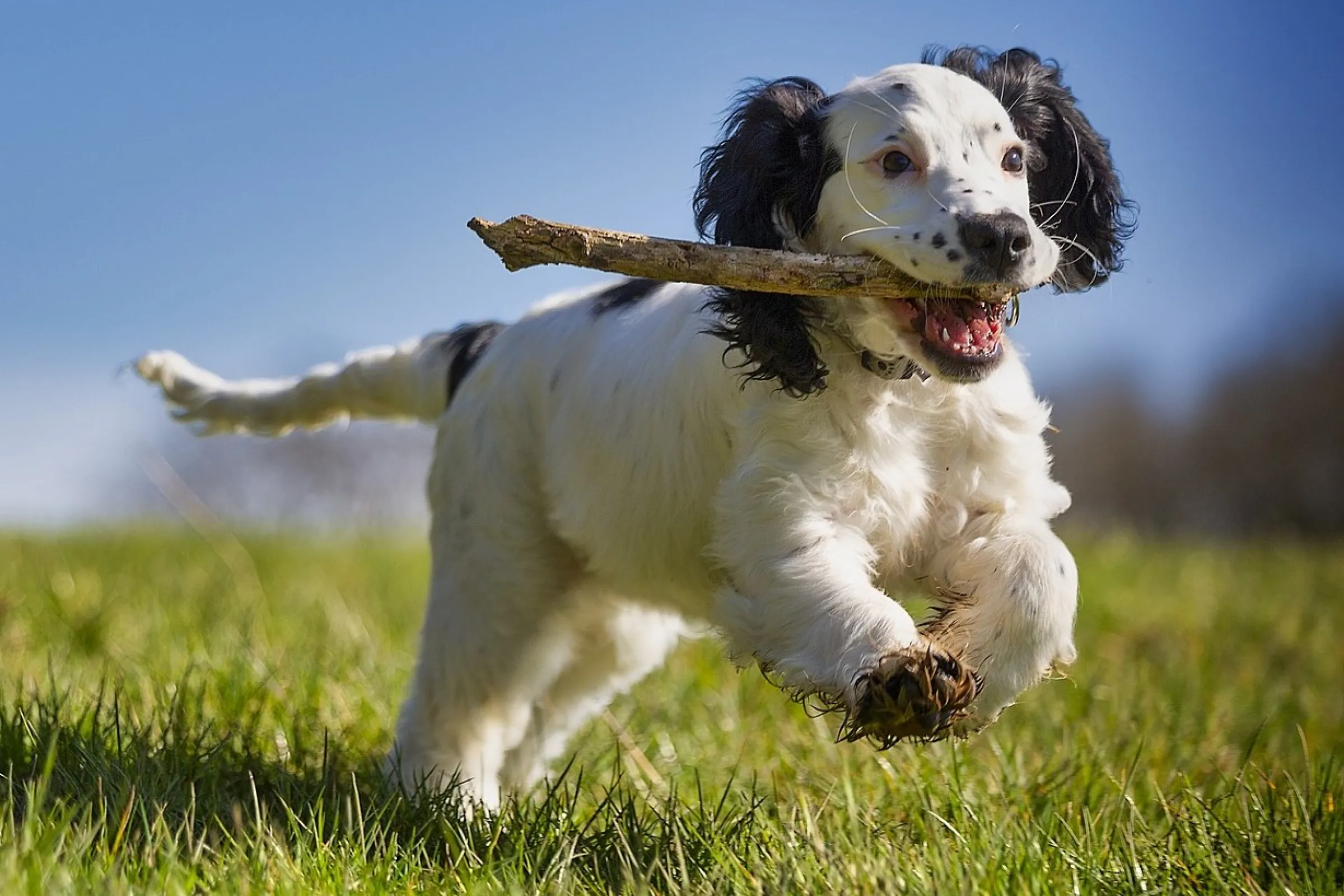 Zwart-witte hond rent over gras met een stok in zijn bek