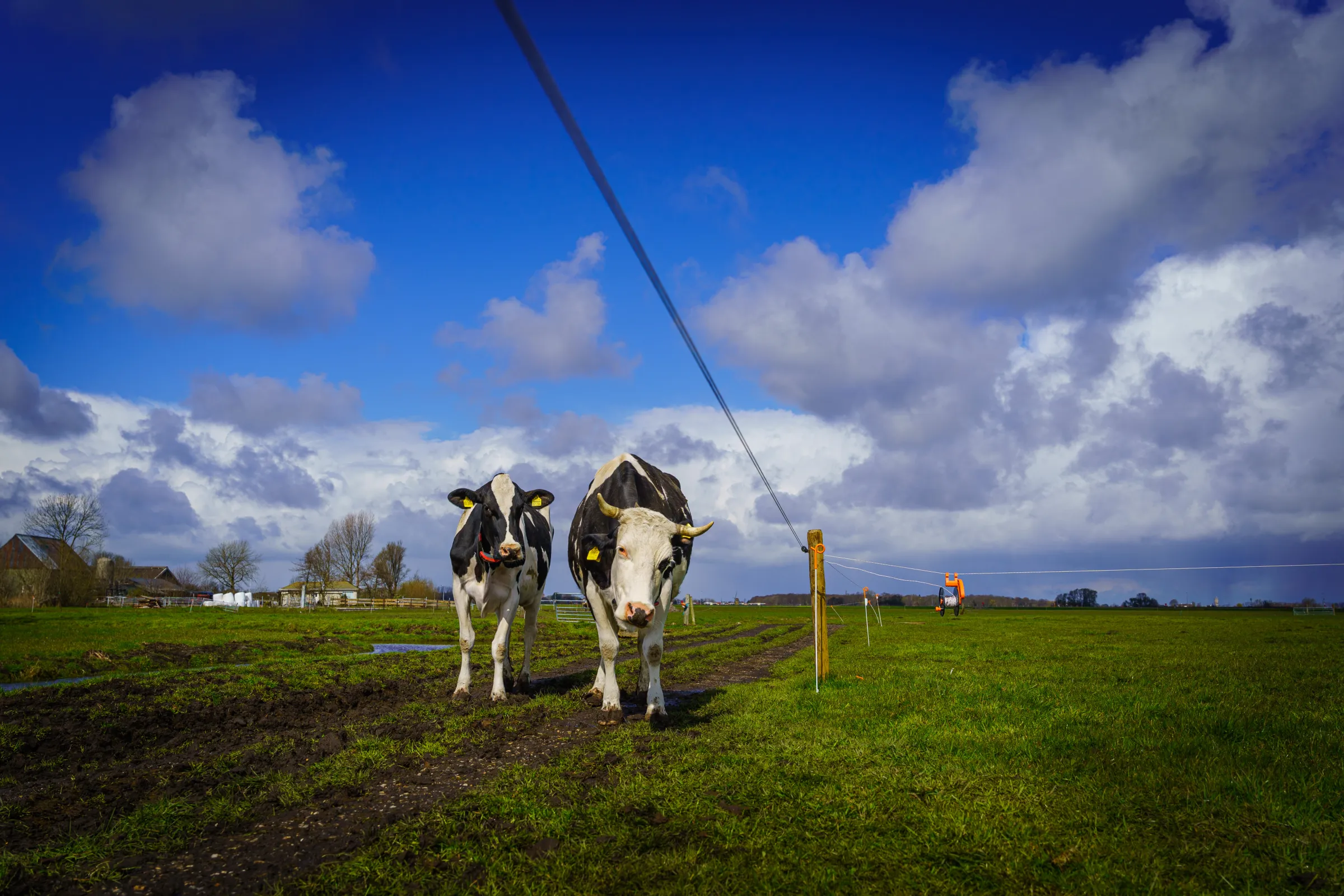Koeien lopen in de wei