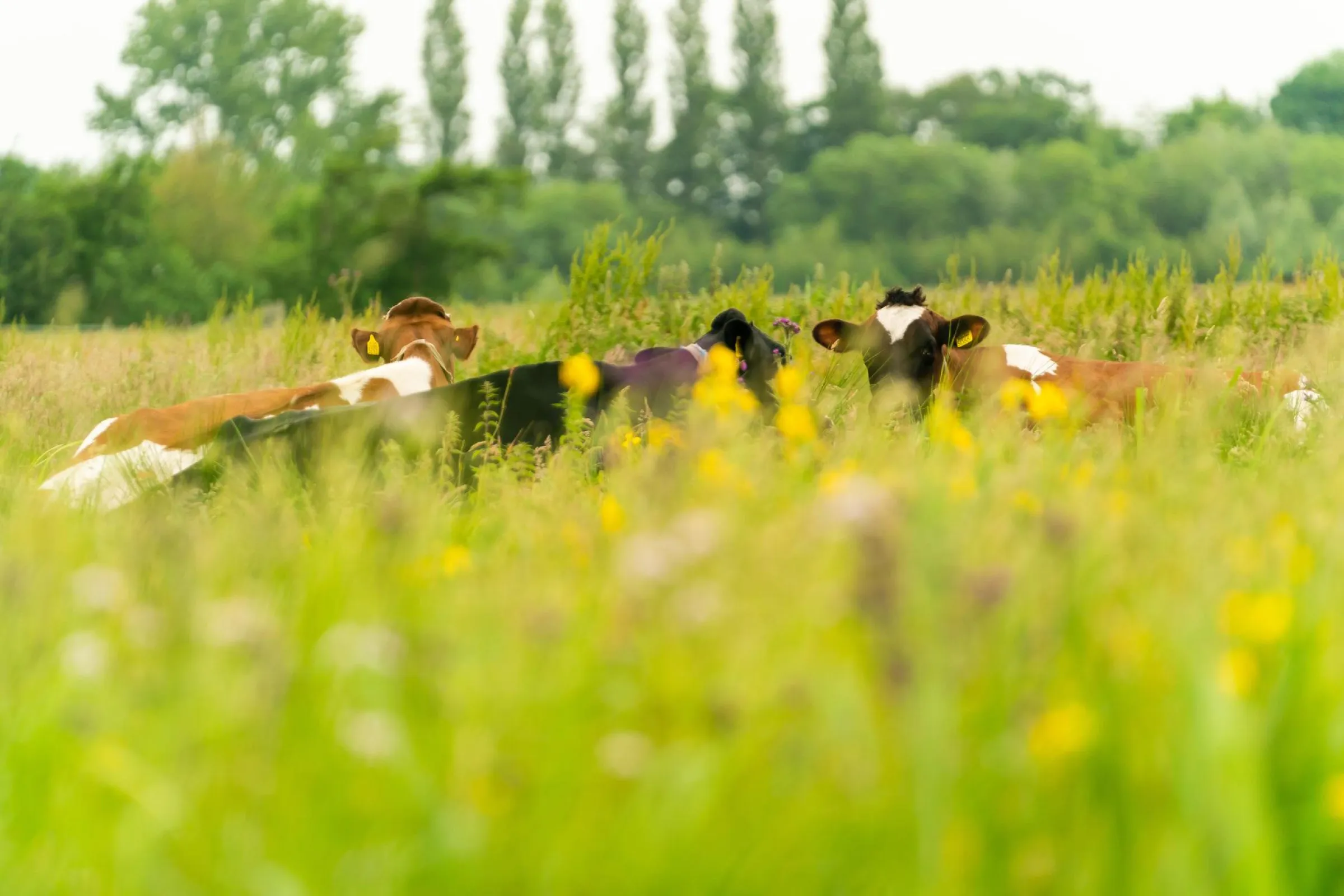 Koeien in de weide, natuur op de achtergrond