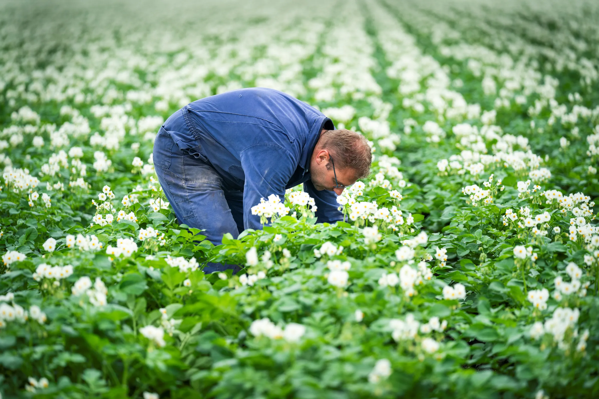 Boer Werner teelt biologische aardappelen