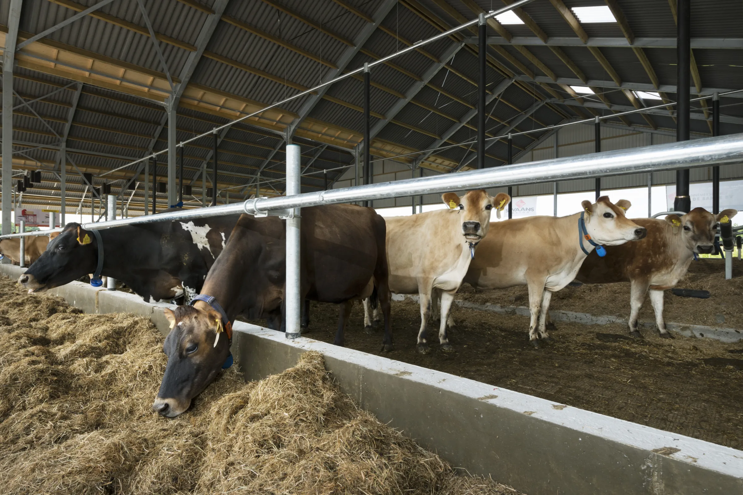Innovatief stalsysteem kwatrijnstal met koeien
