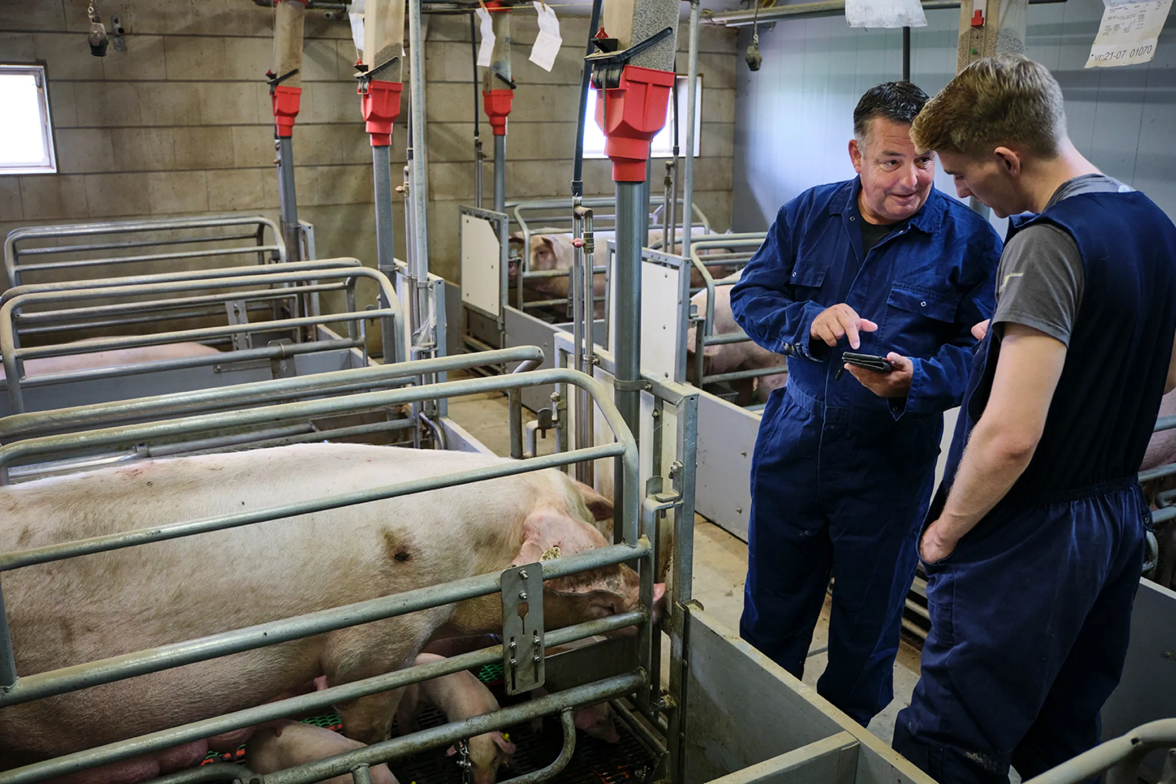Agrariër legt iets uit aan medewerker door iets te tonen op zijn smartphone. Beide personen staan in een varkensstal.