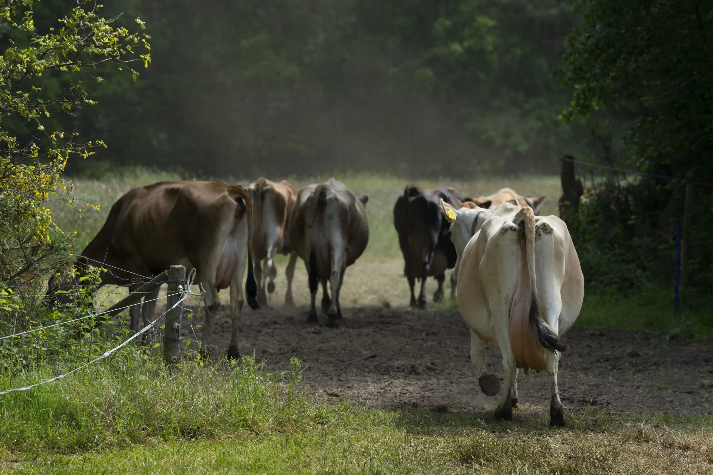 Koeien lopen in weiland tussen bomen