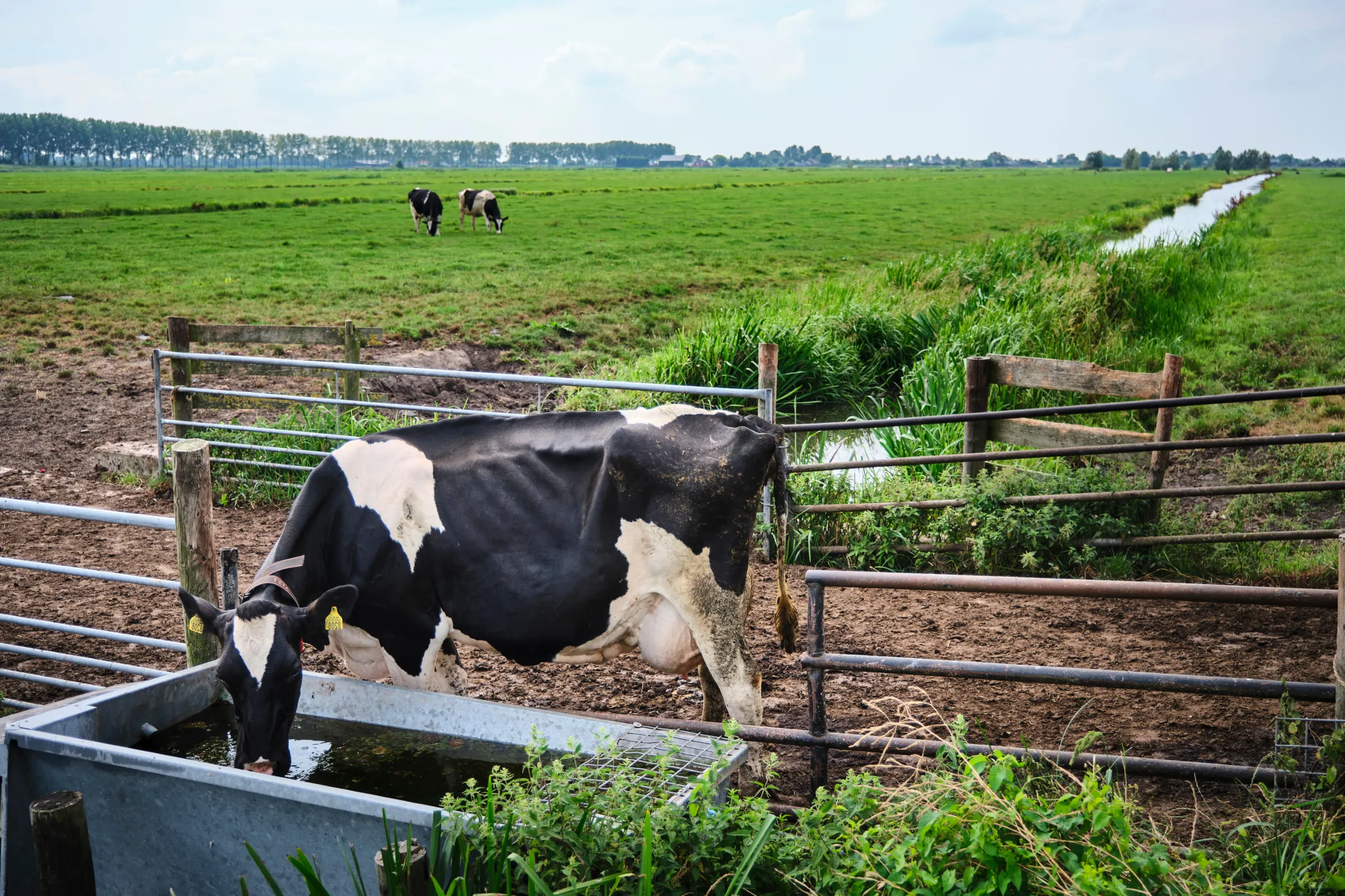Koe bij drinkbak in weide