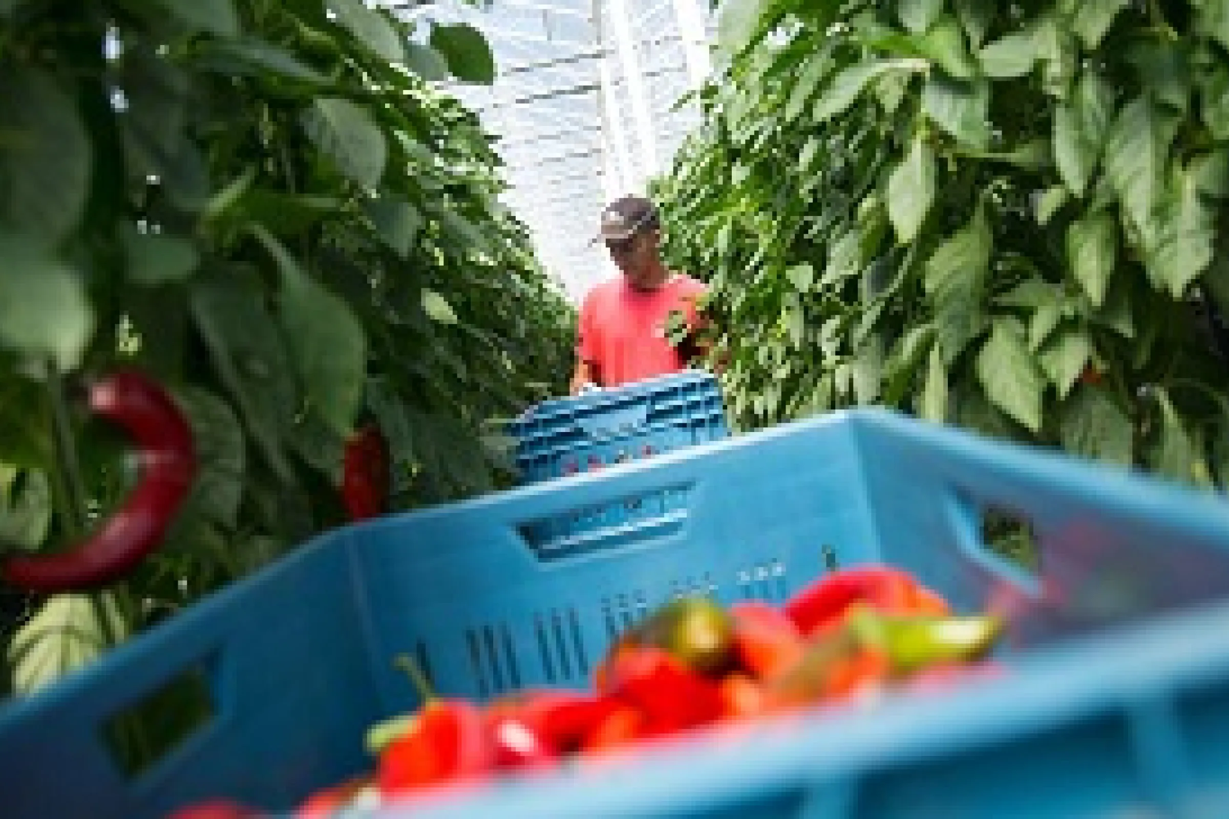 Glastuinbouwer loopt tussen planten met blauwe bakken met paprika's