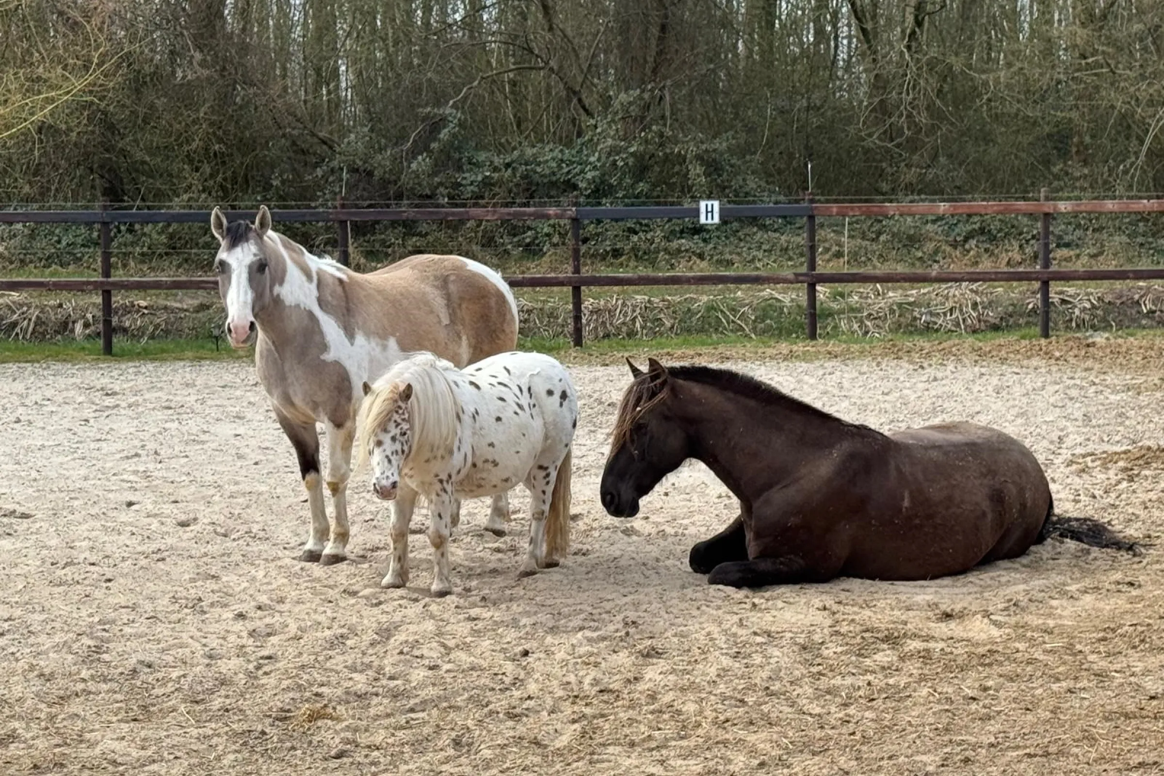 Drie paarden
