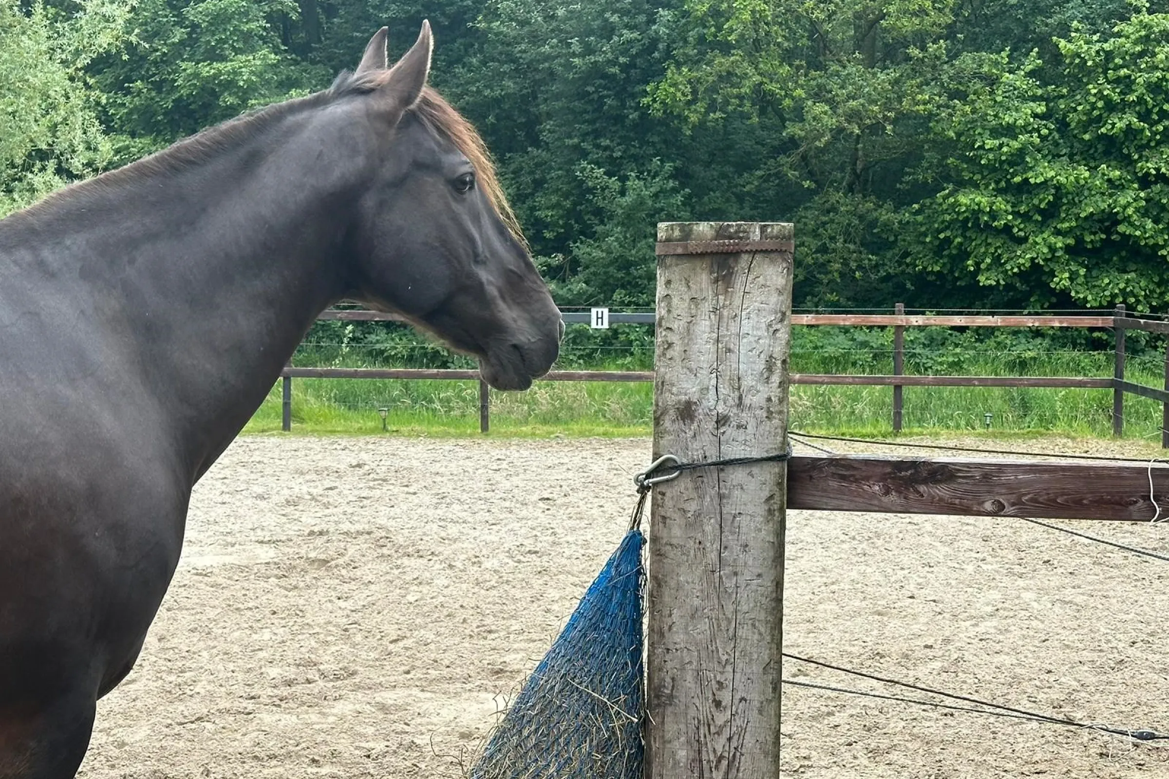 Paard bij hek