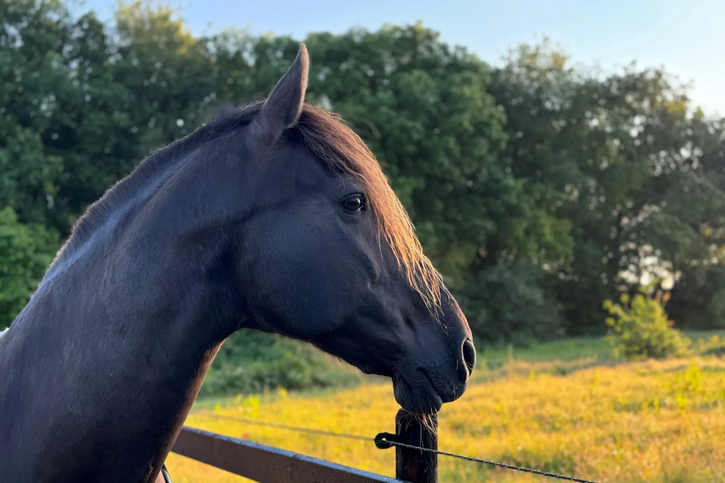 Paard close-up