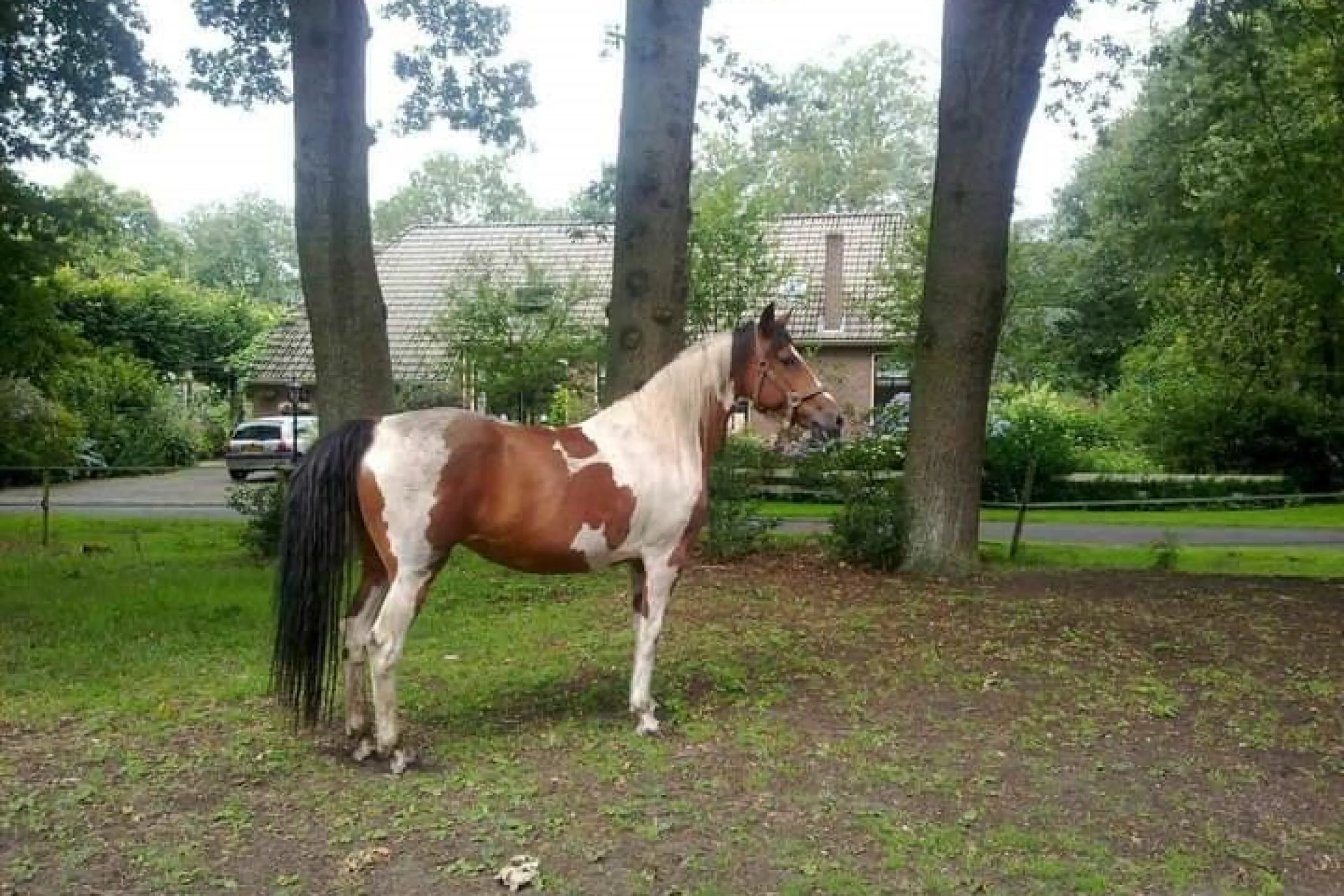 Paard en bomen