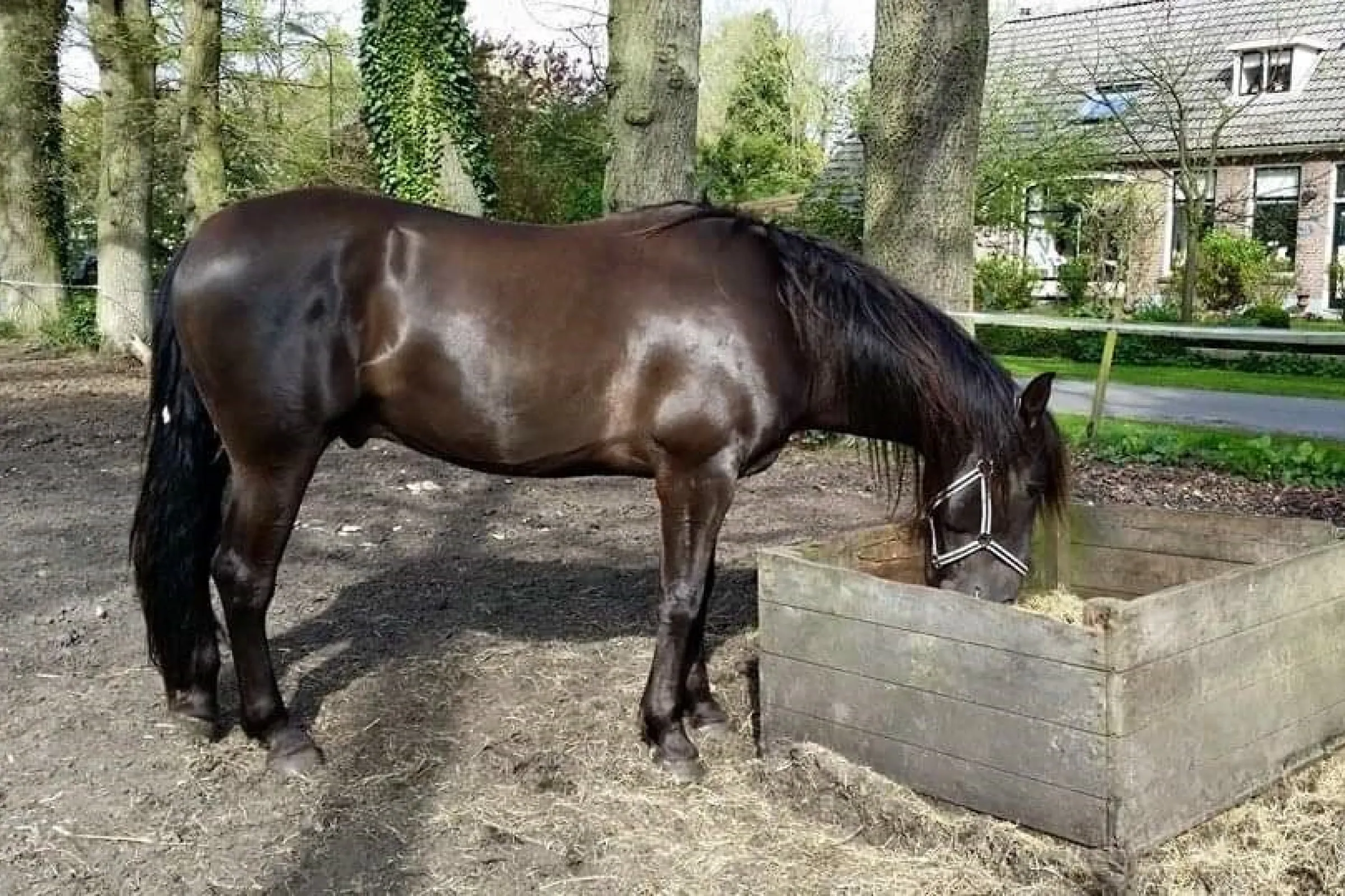 Paard en drinkbak