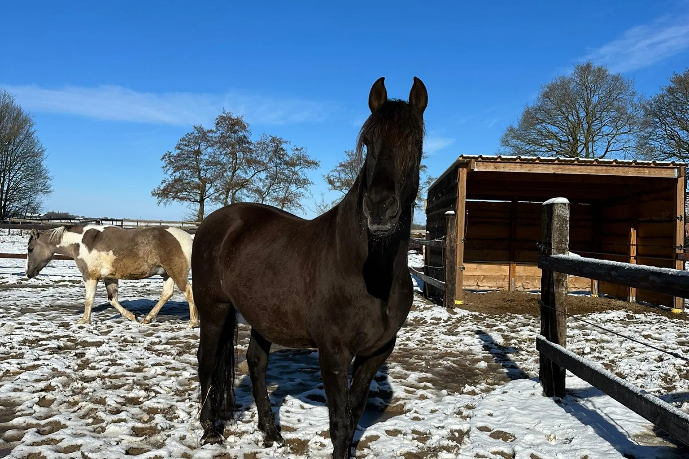 Paard in de sneeuw