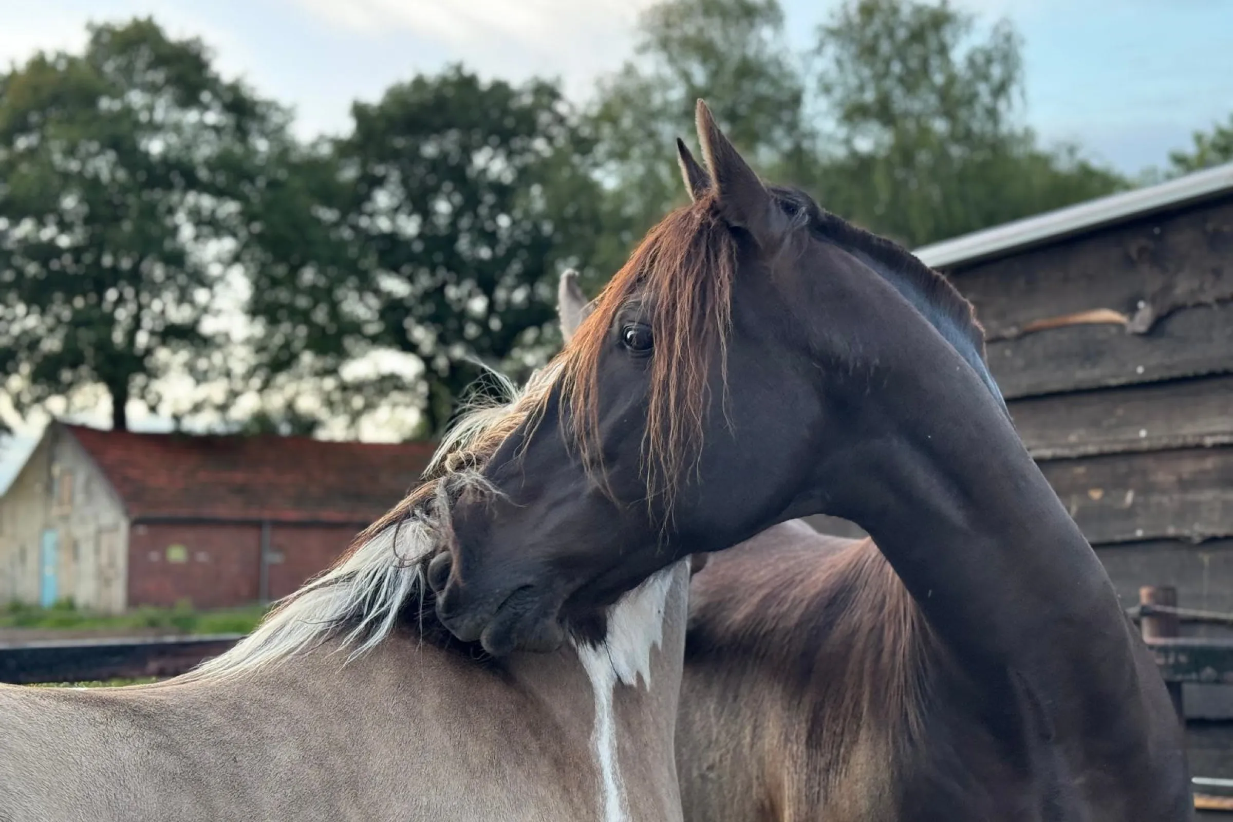 Twee paarden kroelen