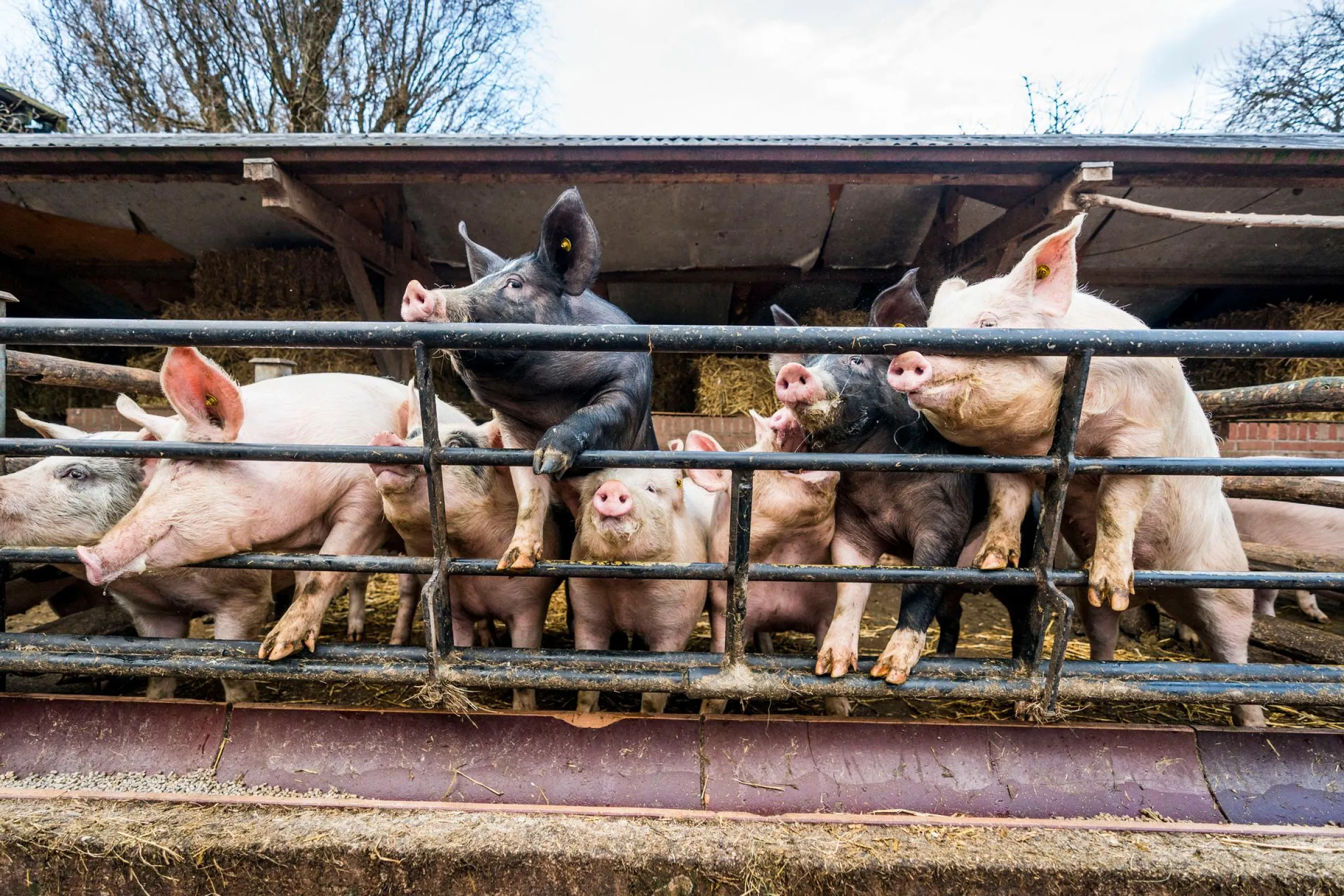 Biologische varkens dringen aan het hek