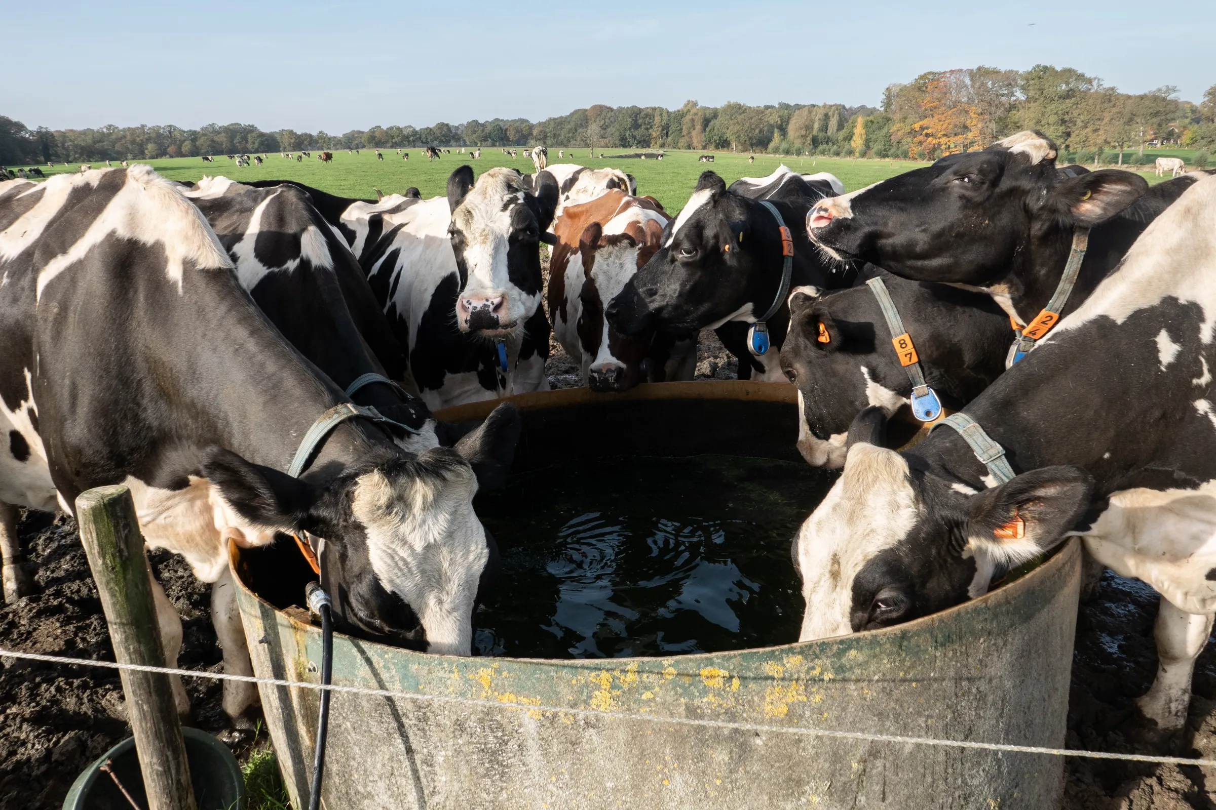 Koeien drinken uit een waterbak