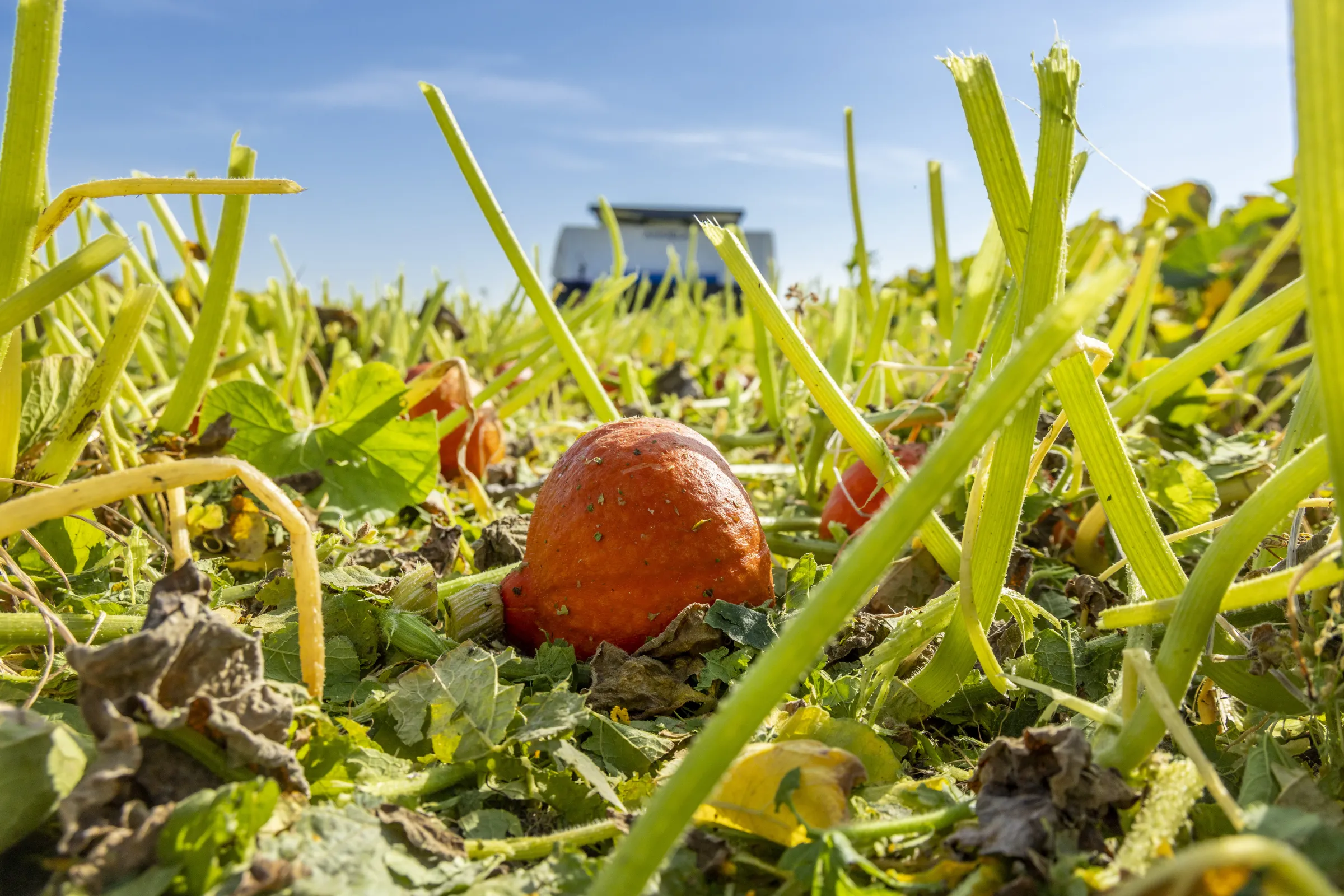 Pompoenen op akker, op achtergrond elektrisch landbouwapparaat