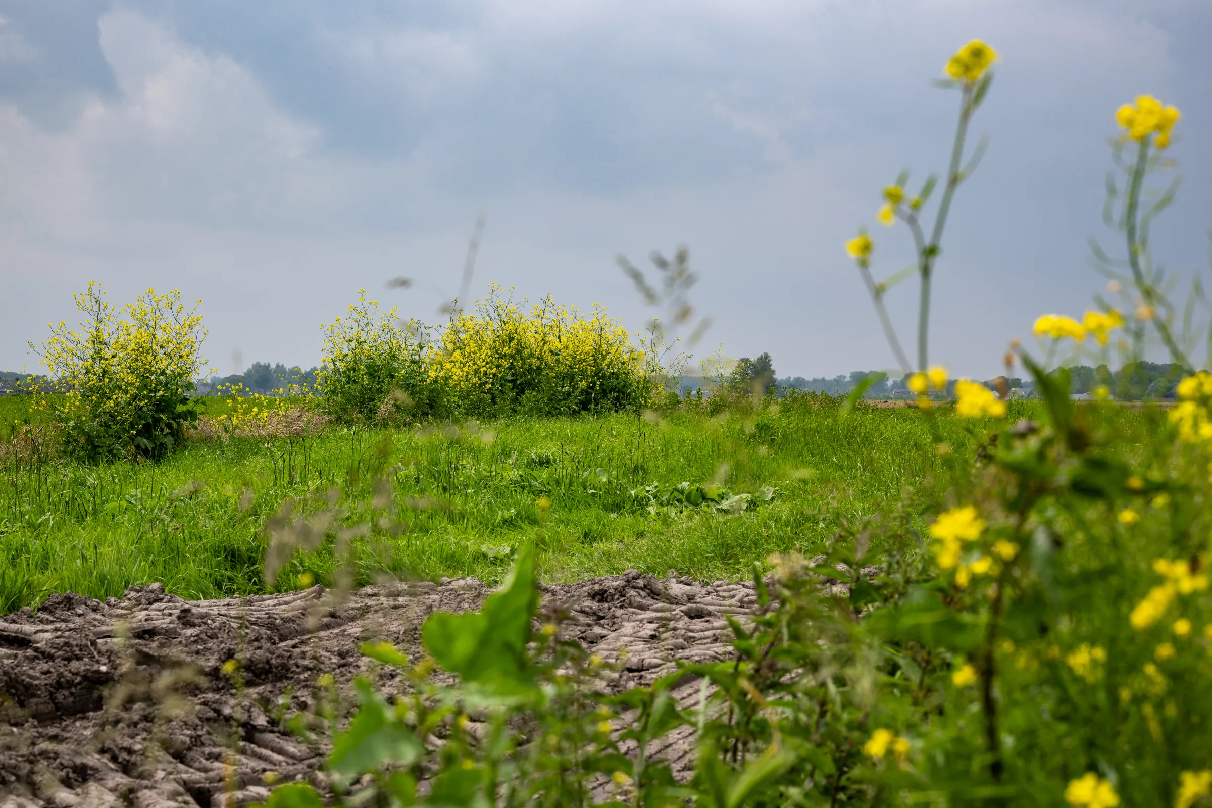 Kruidenrijk en bloemrijk grasland / wilde planten en bloemen