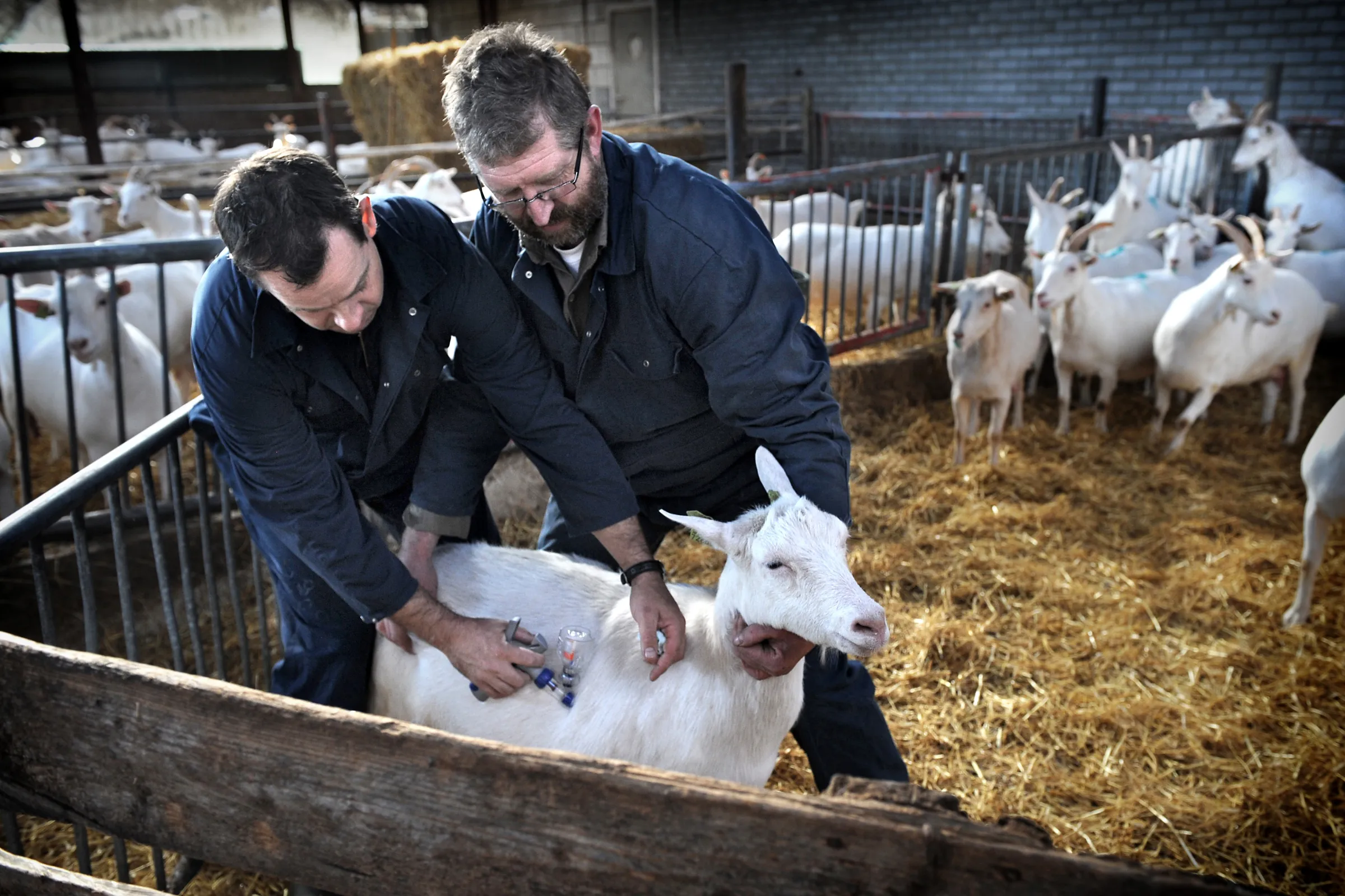 Dierenarts bij geiten