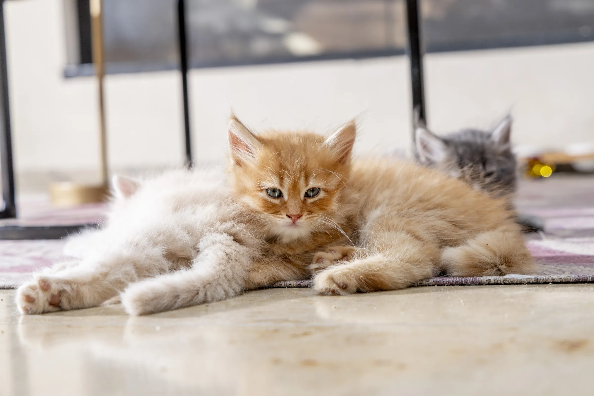 Kittens